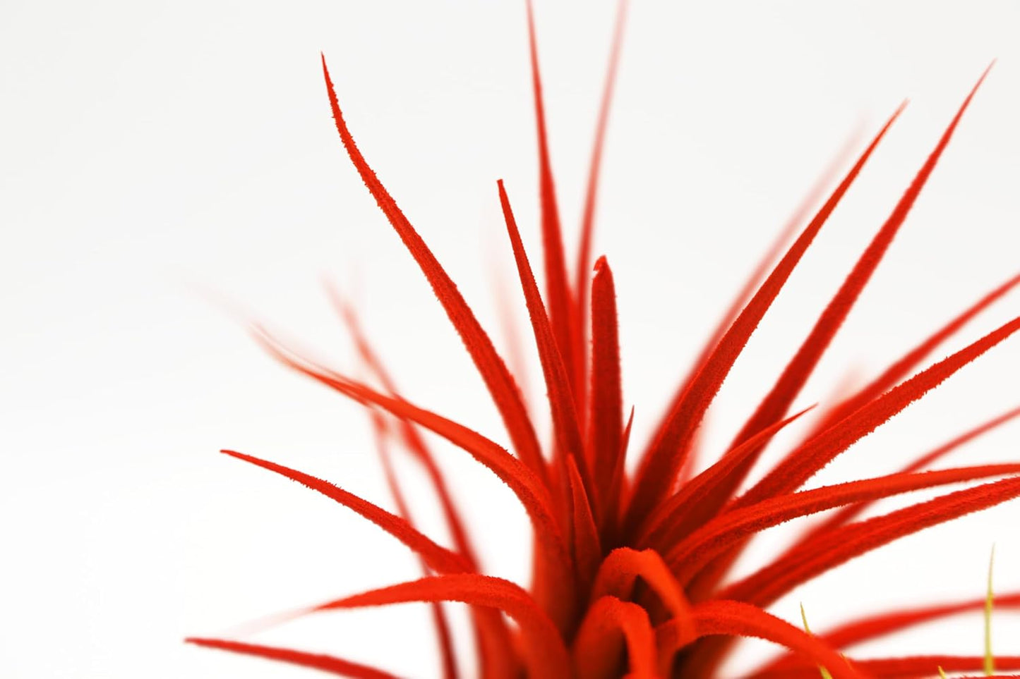 Live Extra Large Tillandsia Ionantha Guatemala Colorful Air Plant 3+ inch Enhanced Color Easy Care Indoor Outdoor Home Decor Gift Airplant by Awesome Industries (Orange XL)