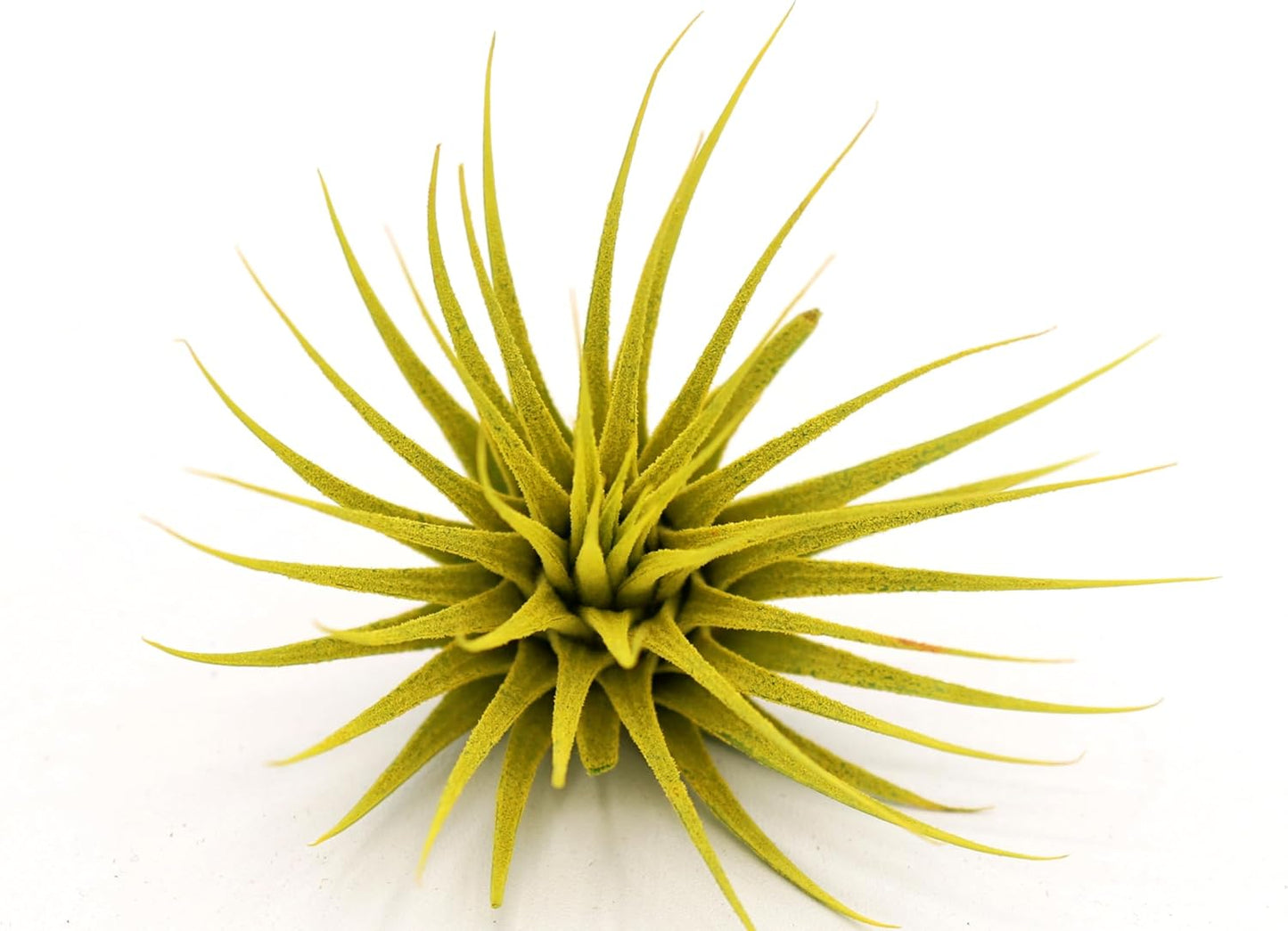 Dyed Tillandsia Ionantha Guatemala Enhanced Colored Colorful Air Plant Live Easy Care Indoor Outdoor Home Decor Gift Airplant by Awesome Industries Live Arrival Guaranteed (Yellow)