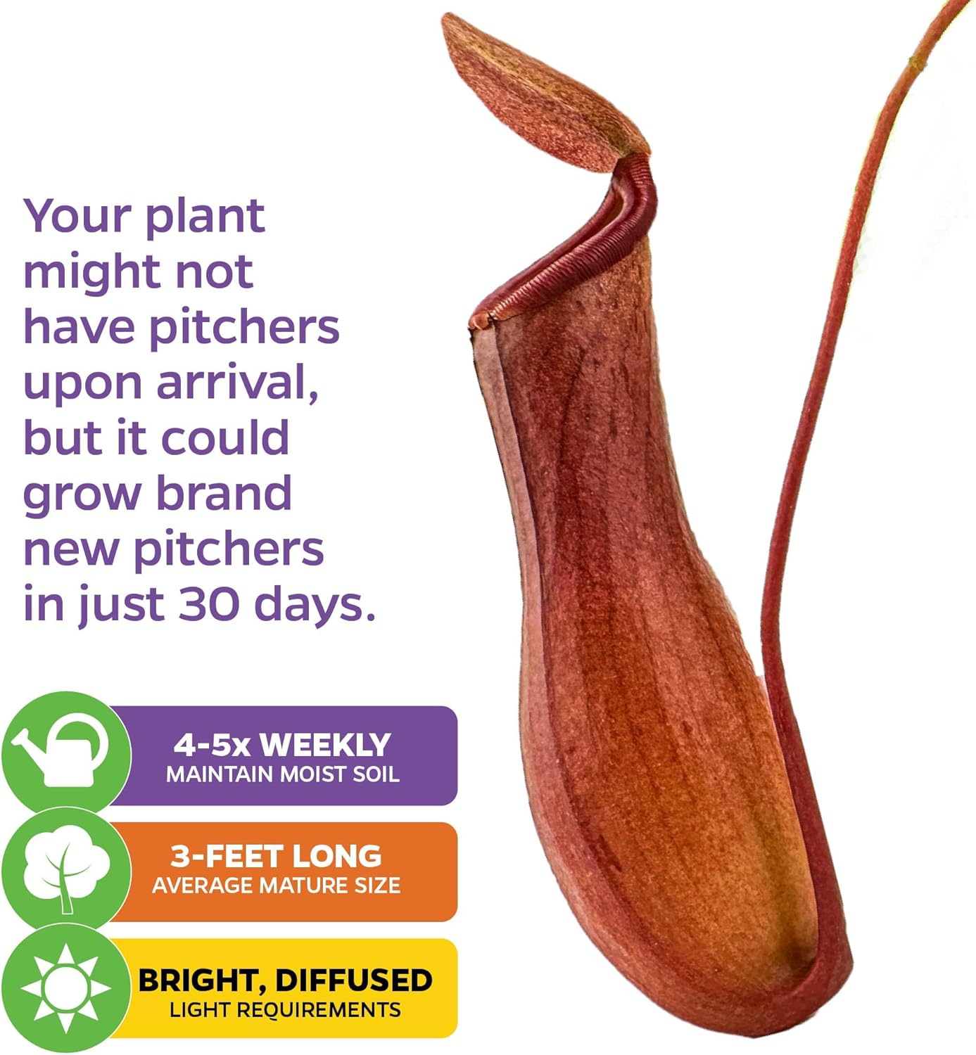 Alata Pitcher Plant - Nepenthes Live Carnivorous Plant by Wellspring Gardens - Easy to Grow Starter Bulbs Great for Nature Lovers & Gardeners - Outdoor & Indoor Aquatic Planting