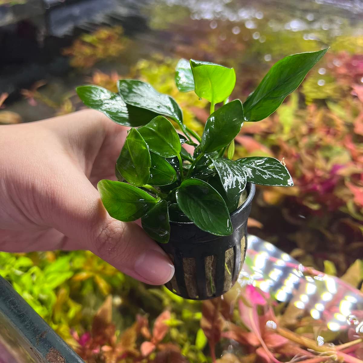 Anubias Live Aquarium Plants - Potted Freshwater Plant for Fish Tanks, Terrariums - Beginner Friendly Low Light (Spear Leaf, 3 Pots)