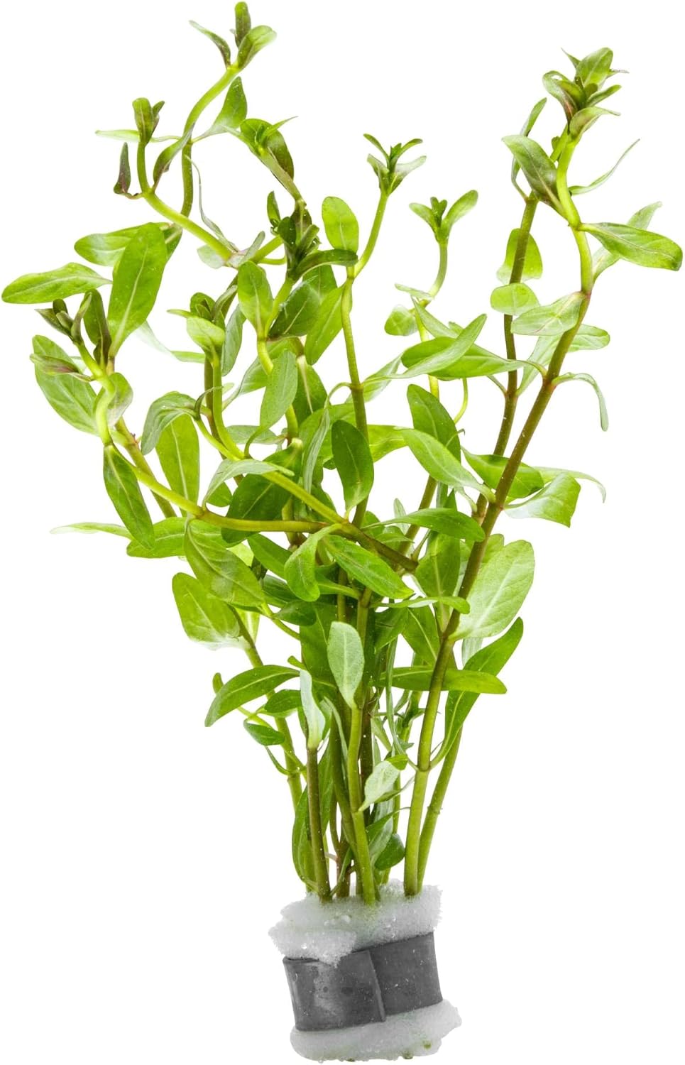 Live Plants - Ammannia Sulawesi - Orange to Pink Stem Plant for High Light Freshwater Aquarium Aquascapes, Midground to Background, Orange, Pink, Green Accent - Lead Bunch