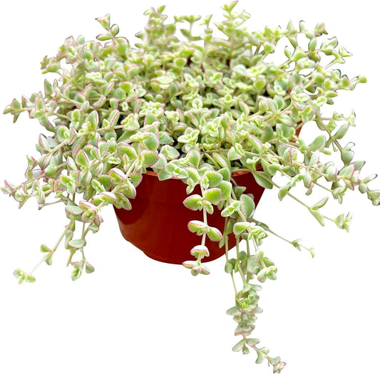 Live Succulent 4" Sedum Little Missy Variegated, Succulents Plants Live, Succulent Plants Fully Rooted, House Plant for Home Office Decoration, DIY Projects, Party Favor Gift by The Succulent Cult