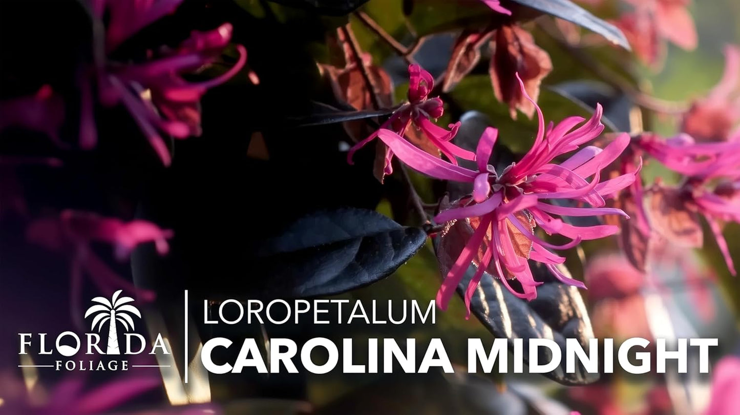 Loropetalum Carolina Midnight | 3 Live Plants | Loropetalum Chinense | Purple Foliage Shrub | Ornamental Landscape Bush | Fast Growing Plants