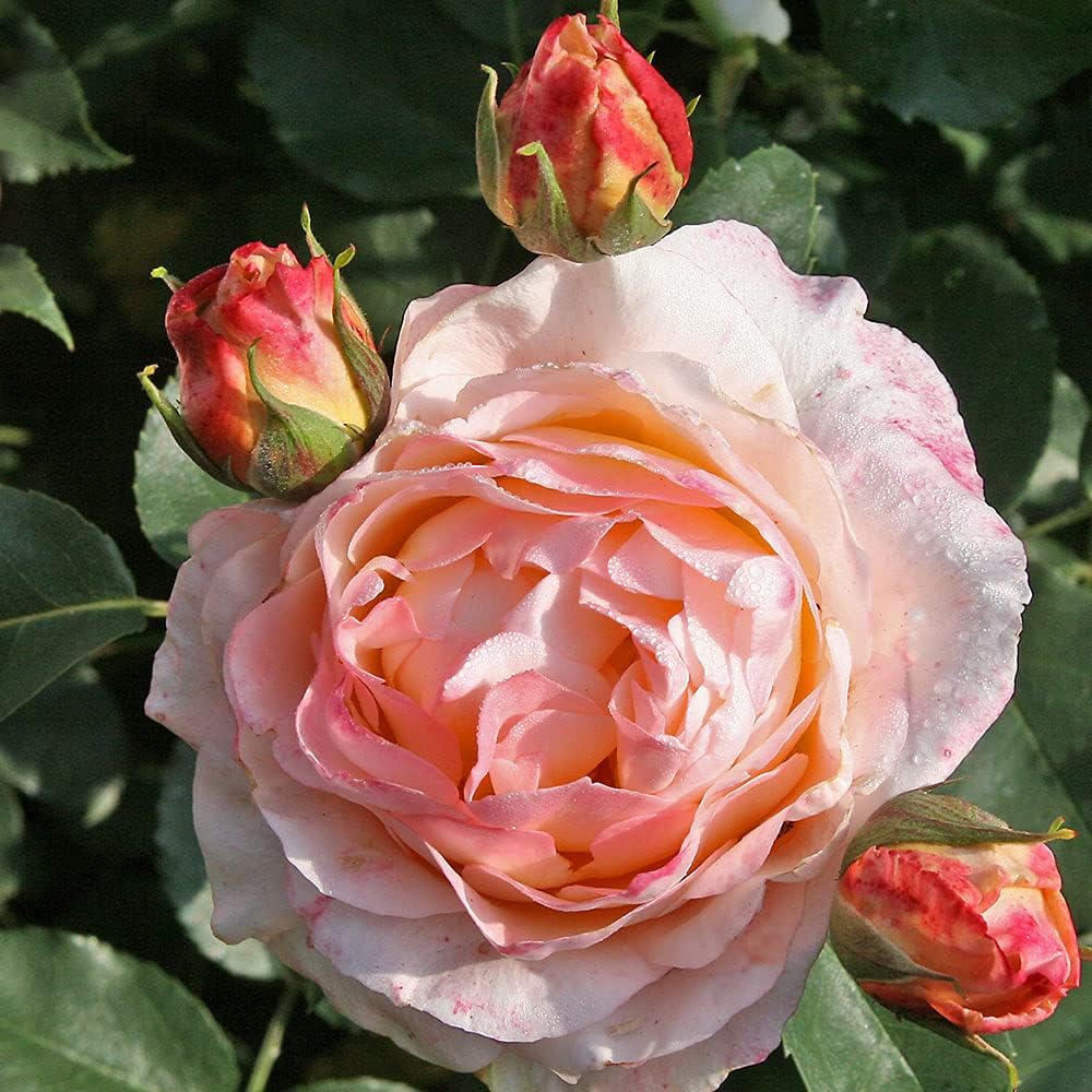 Heirloom Roses Rose Plant - Spiced Coffee Rose Bush, Hybrid Tea Live Plant for Planting Outdoors