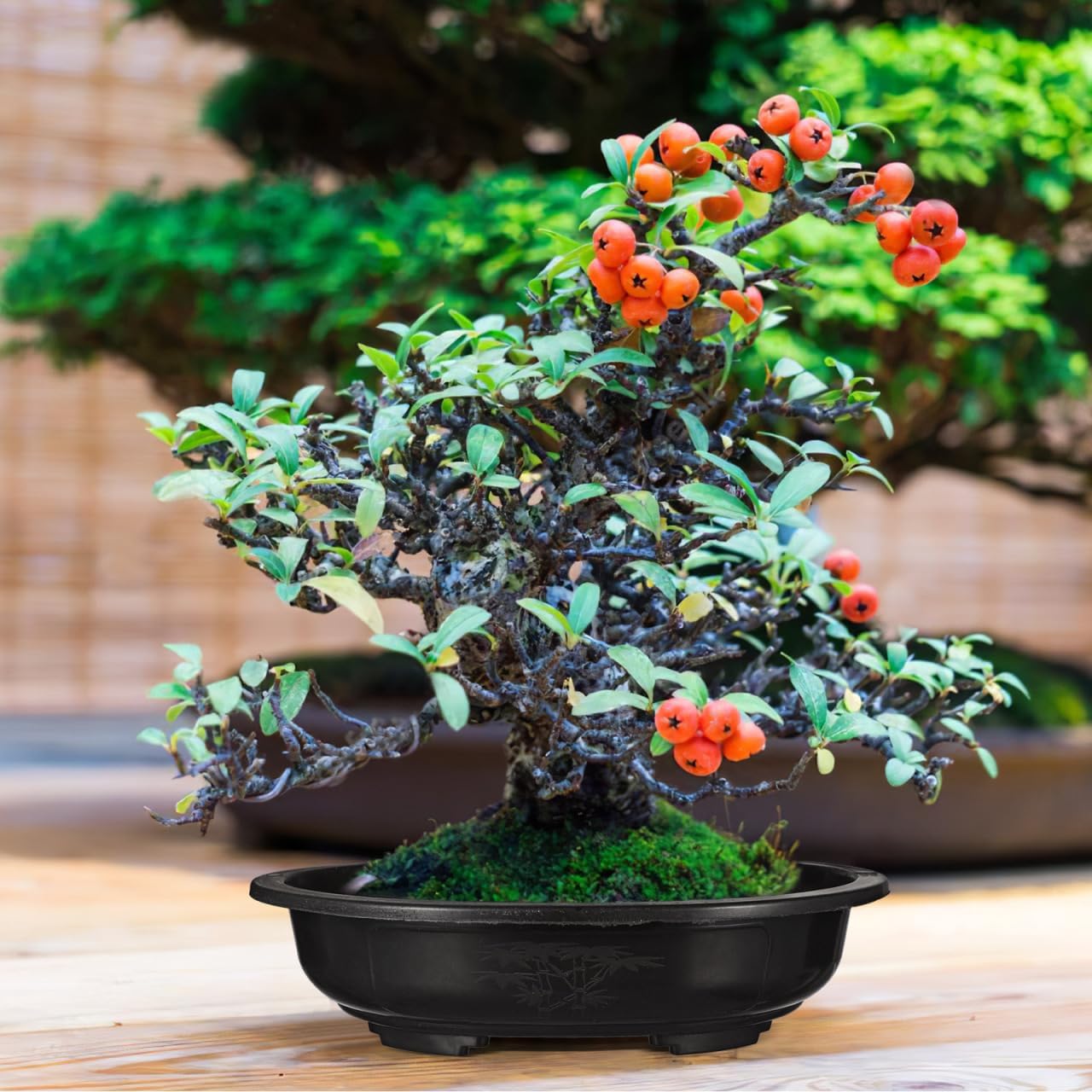 ERINGOGO 6 PCS Bonsai Training Pots, 15'' Oval Bonsai Planter Pot with Drainage Hole, Plastic Large Deep Flower Pot Plants Growing Pots for Nursery, Garden, Balcony