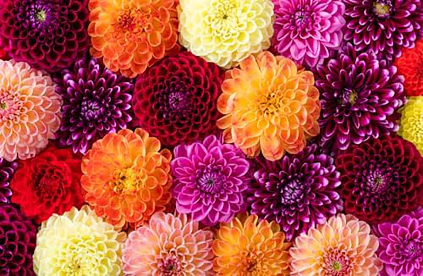 Arbatax Dahlia - 5 Gallon Size Bareroot Tuber…