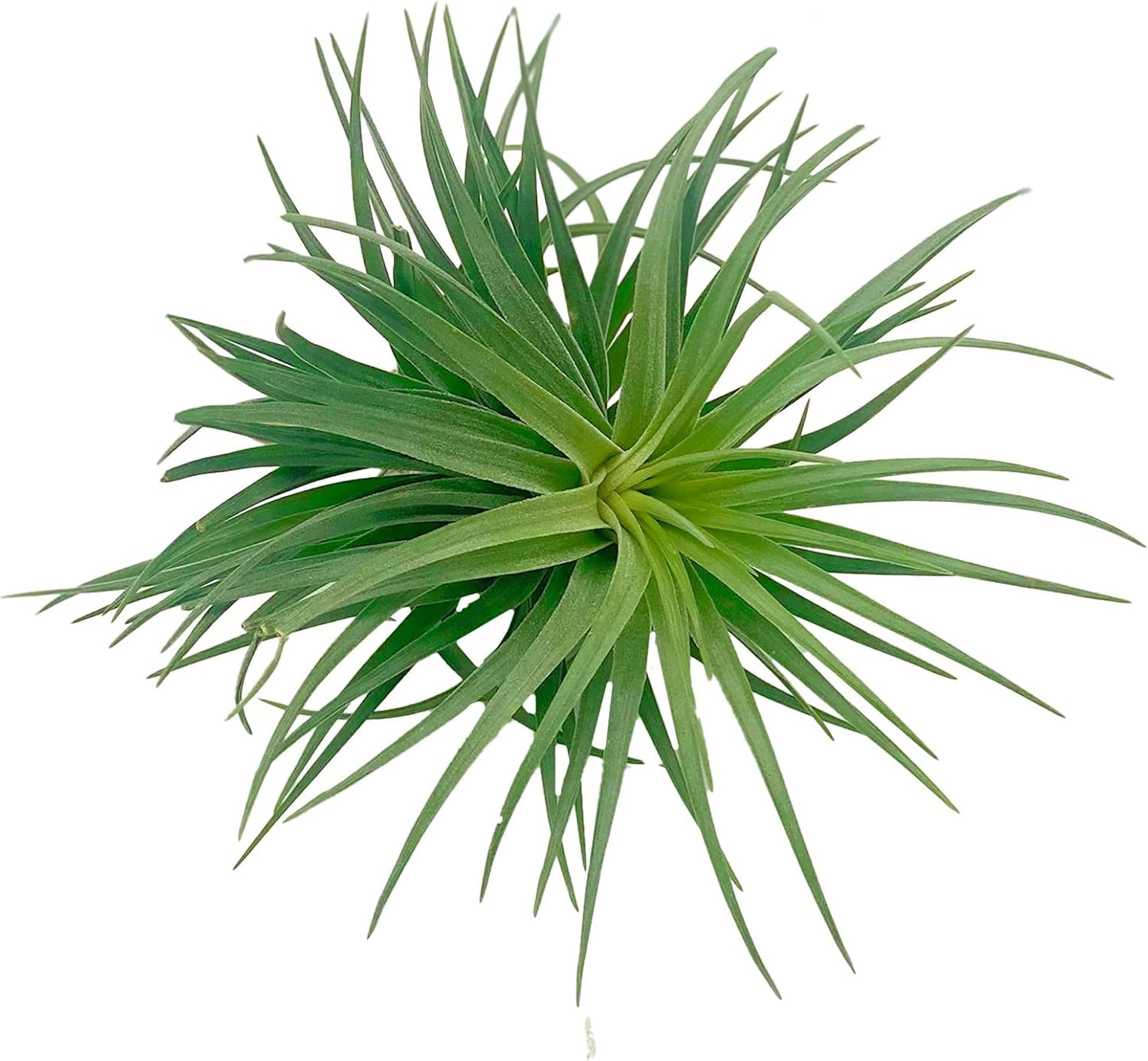 Air Plants - Flowering Tillandsia Pink Paske Large 5" - 2ct - Live Arrival Guaranteed - House Plants for Home Decor & Gift