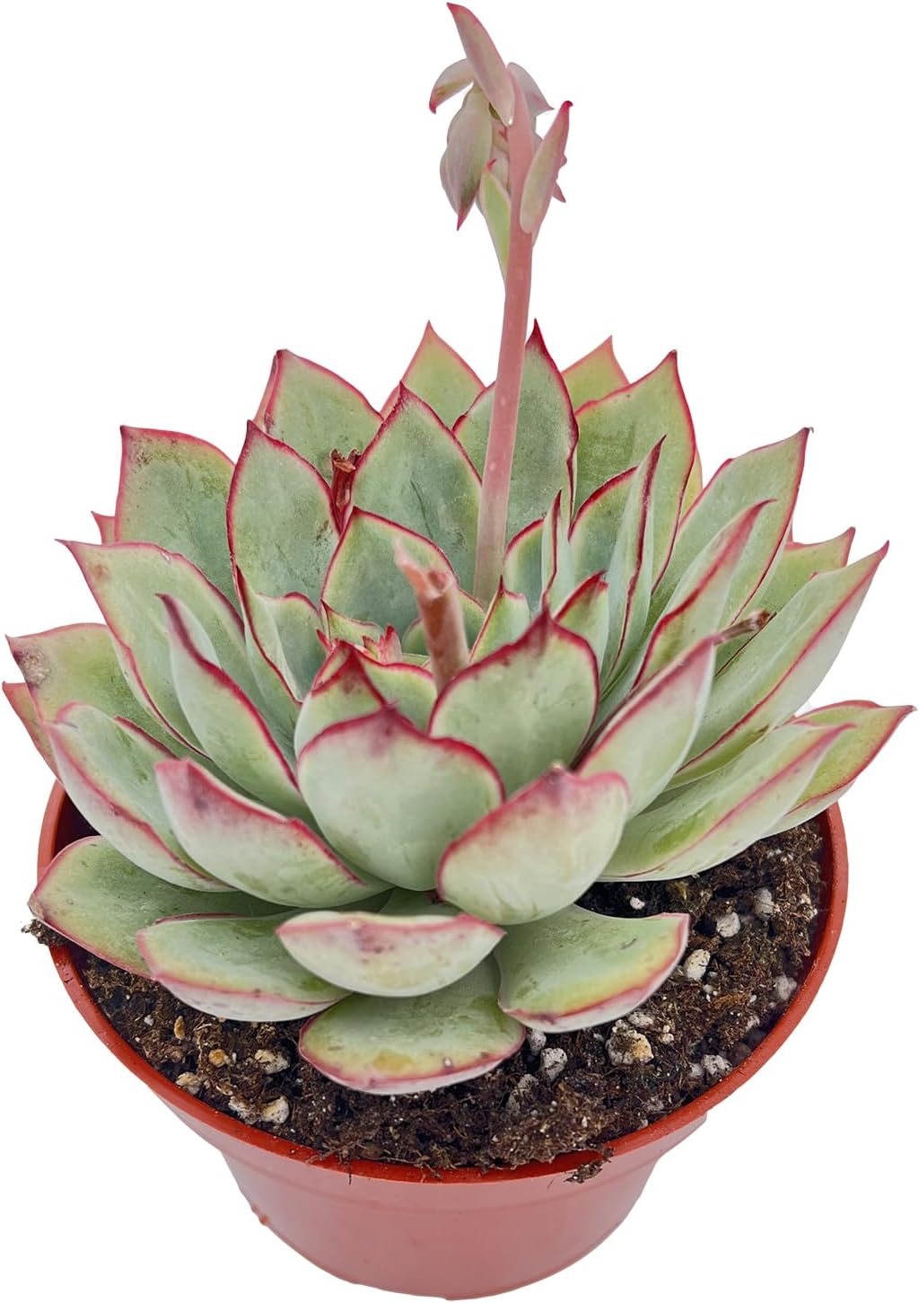 Live Succulent Plants Echeveria Moon GAD Varnish, Easy Care Potted Succulents, Approx 4" D x 4" H, Indoor Houseplant, Unique Gifts, Home Office Décor