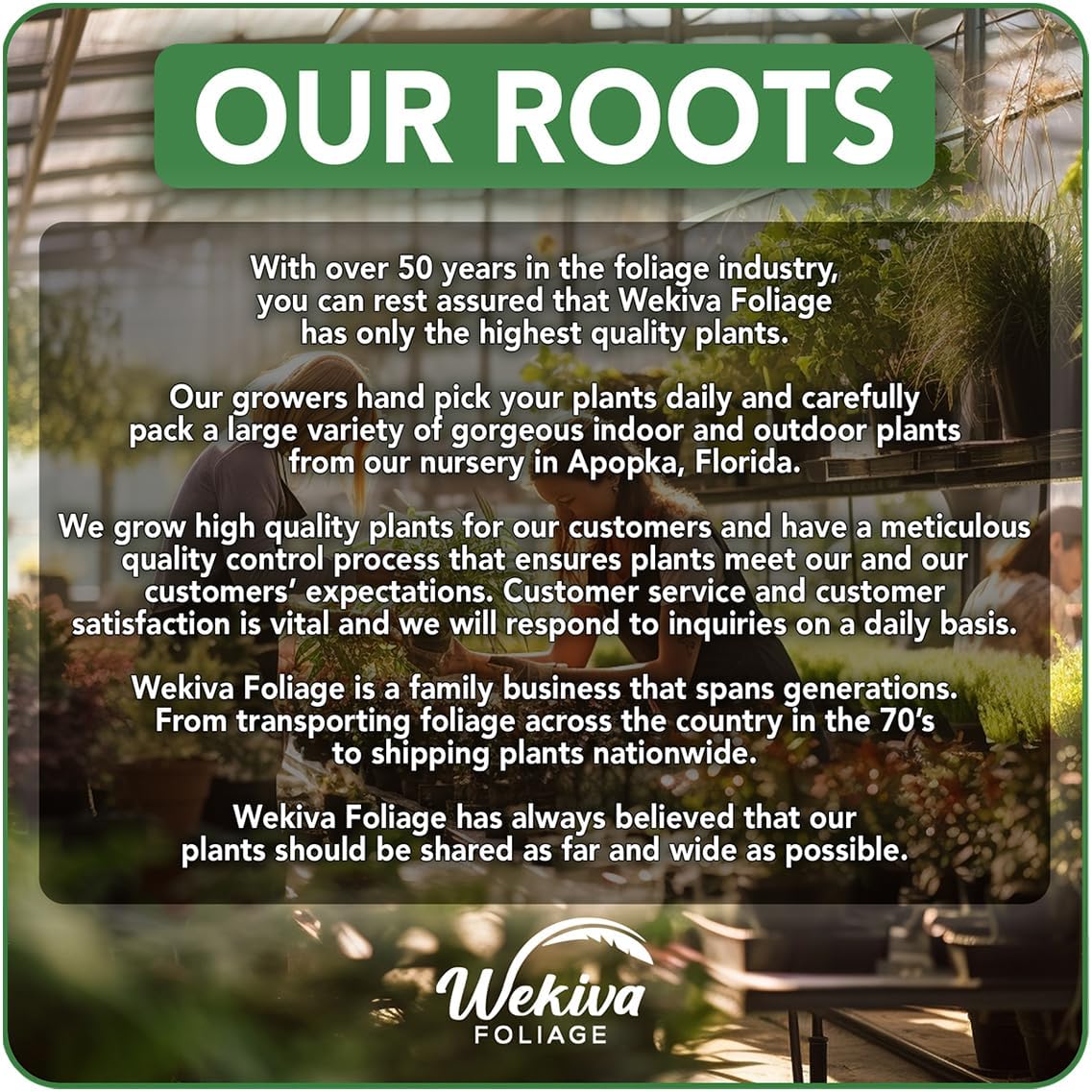 White Jade Pineapple Plant - 4 Live Starter Plants - Ananas Comosus - Edible and Fruit Bearing for Patio and Garden