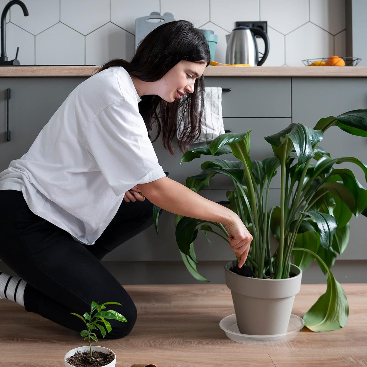 TITE Plant Saucer Heavy Large Planter Durable Thicker Plastic Plant Trays for Indoors and Outdoor,Plant Saucer Drip Trays (Transparent, 14 inch)