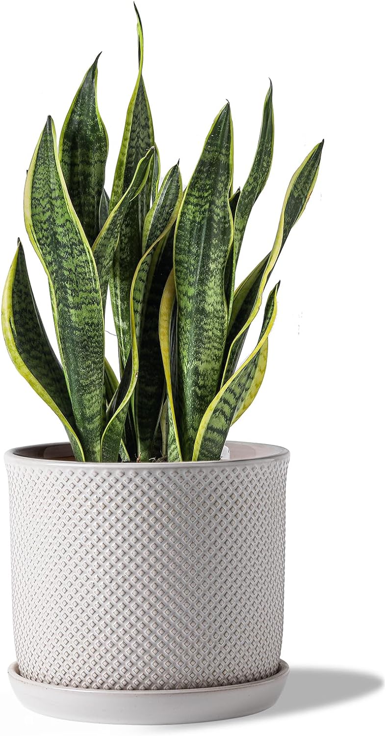 8 Inch Plant Pots: Ceramic Planter with Drainage Hole & Saucer - Flowerpot for Indoor & Outdoor Plants - Beaded Embossed Design White - with Separate Tray