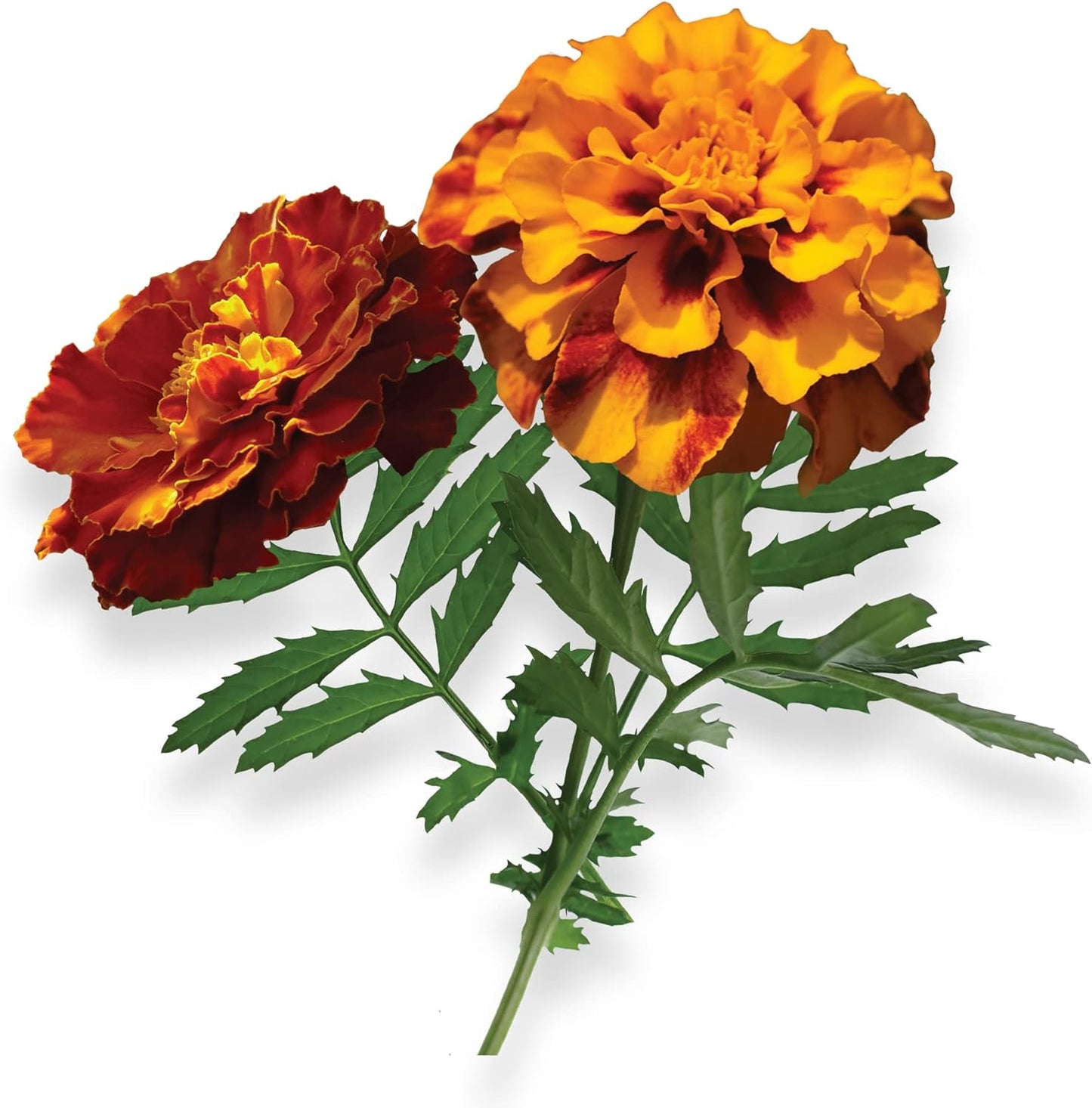 Marigold - Complete Seed Pod Plugs with Plant Food - 10 Pods for Hydroponic Gardens, Click and Grow, Lettuce Grow and Outdoor Gardens