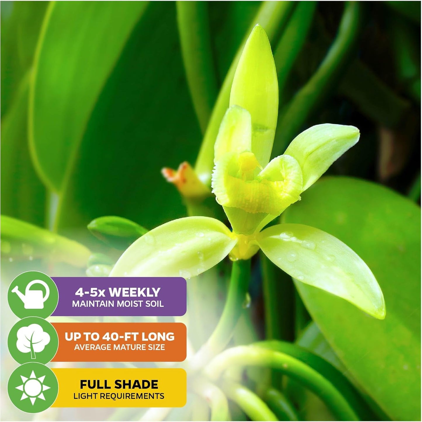 Vanilla Bean Orchid Live Plant - Vanilla planifolia by Wellspring Gardens - Fragrant Vanilla Beans, Versatile Vine, Tropical Elegance, Aromatic Treasure - Vanilla Bean Starter Plant