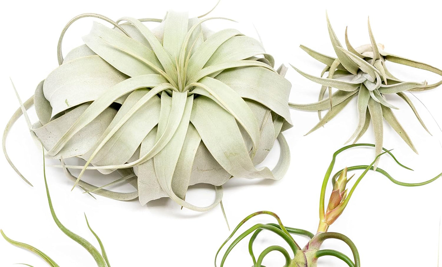 10 Pack of Large Tillandsia Air Plants - Xerographica, Juncea, Bulbosa, Caput Medusae & Harrisii- Live Succulent House Plants Availabe in Wholesale and Bulk - Easy Care Indoor and Outdoor Plant
