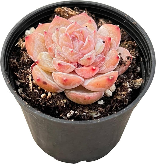 2" Rare Succulent Echeveria 'ICY Lau i' Sugar Heart, Live Succulents Plants Fully Rooted in Grower Pots, Unique Gift for Wedding Favor, Party Favor