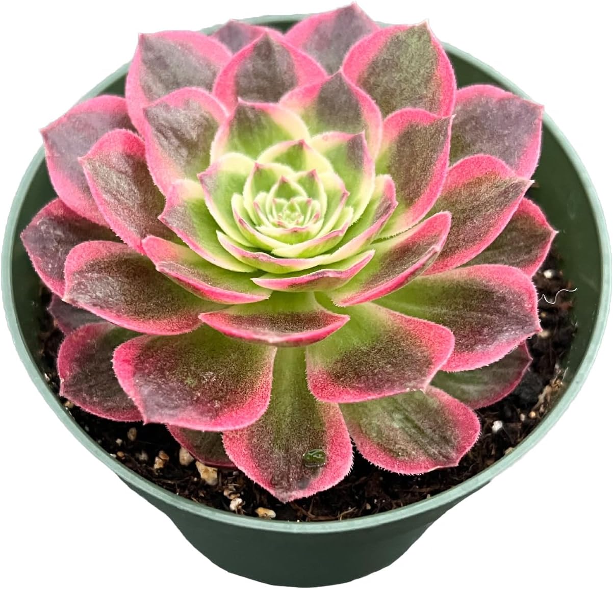 Live Succulent Plants Aeonium 'Dark Sea', Easy Care Potted Succulents, Approx 4" D x 8" H, Indoor Houseplant, Unique Gifts, Home Office Décor