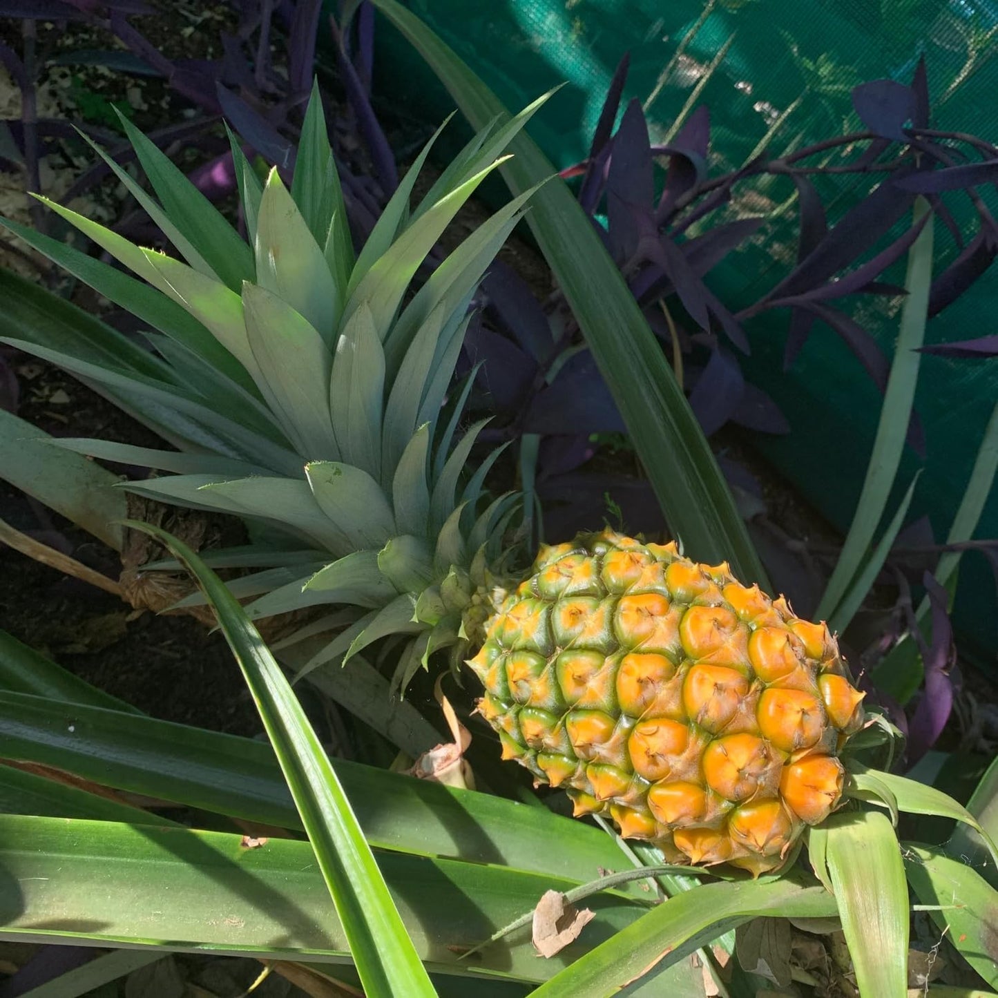 3 Sugarloaf Pineapple Plants Live, 5-9 Inch Tall, Tropical Pineapple Fruit Tree Seedlings for Planting