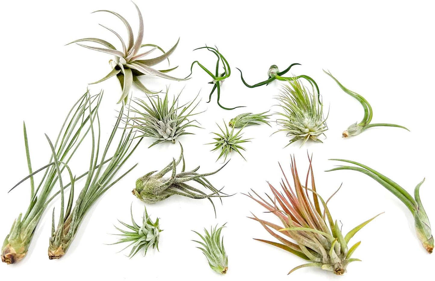 Live Air Plants - Tillandsia Variety, Regular 1-3" - 15ct - Live Arrival Guaranteed, House Plants for Home Decor & Gift