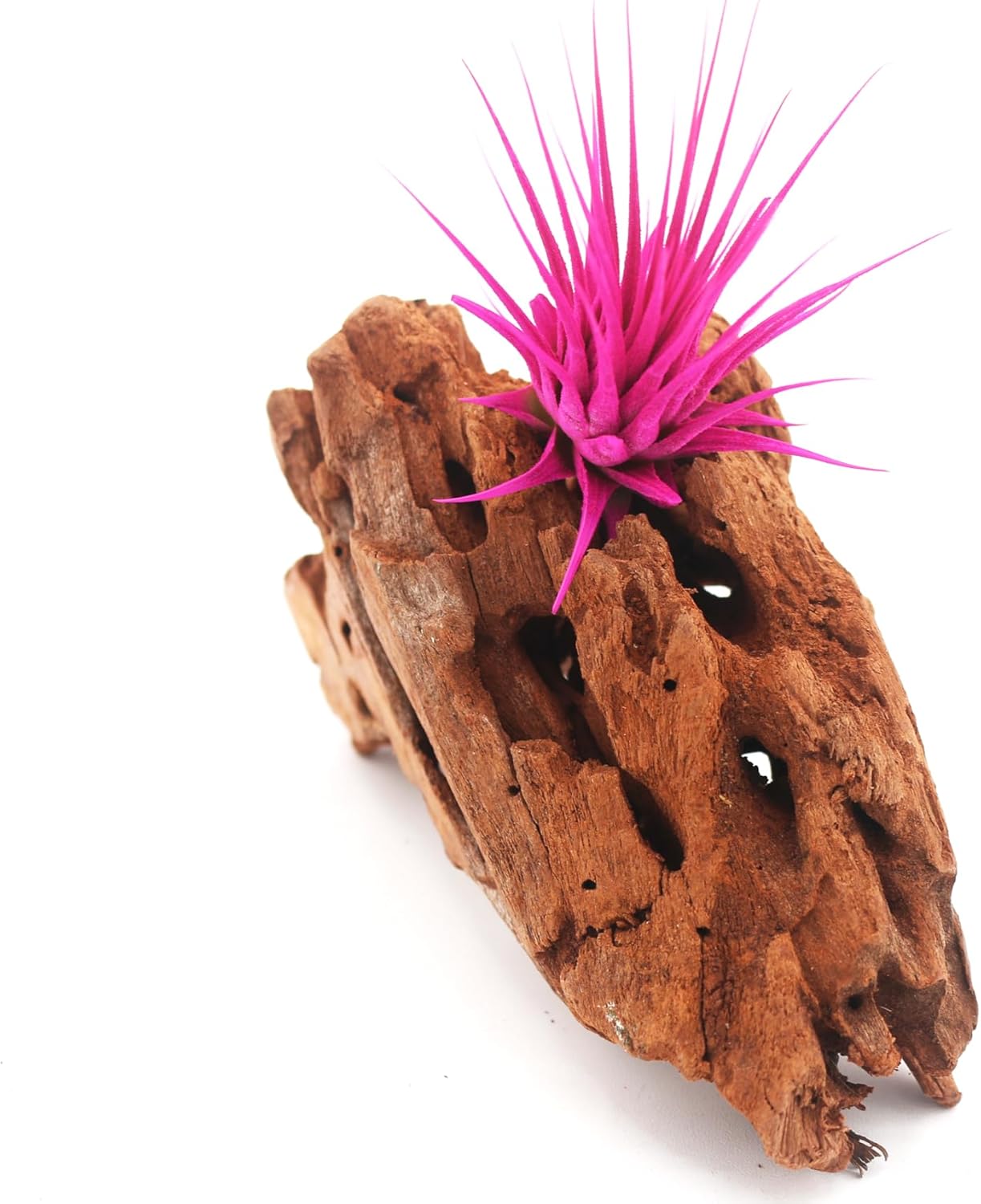 Dyed Tillandsia Ionantha Guatemala Enhanced Colored Colorful Air Plant Live Easy Care Indoor Outdoor Home Decor Gift Airplant by Awesome Industries Live Arrival Guaranteed (Pink)