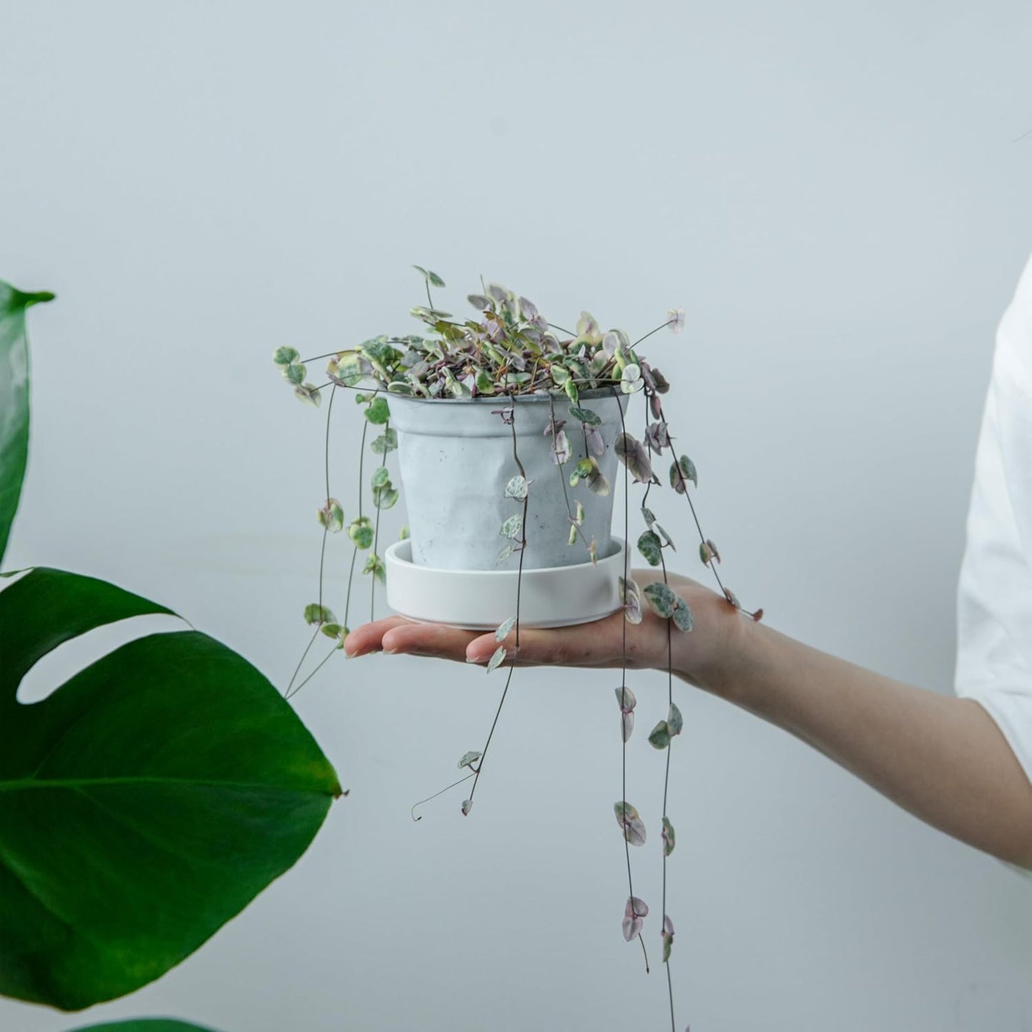 Phoenix Vine 4 Inch Plastic Plant Saucer Water Drip Tray, Heavy Sturdy Round Plant Drainage Tray for Indoors Outdoor, Matte White, 21-TY-4W-1