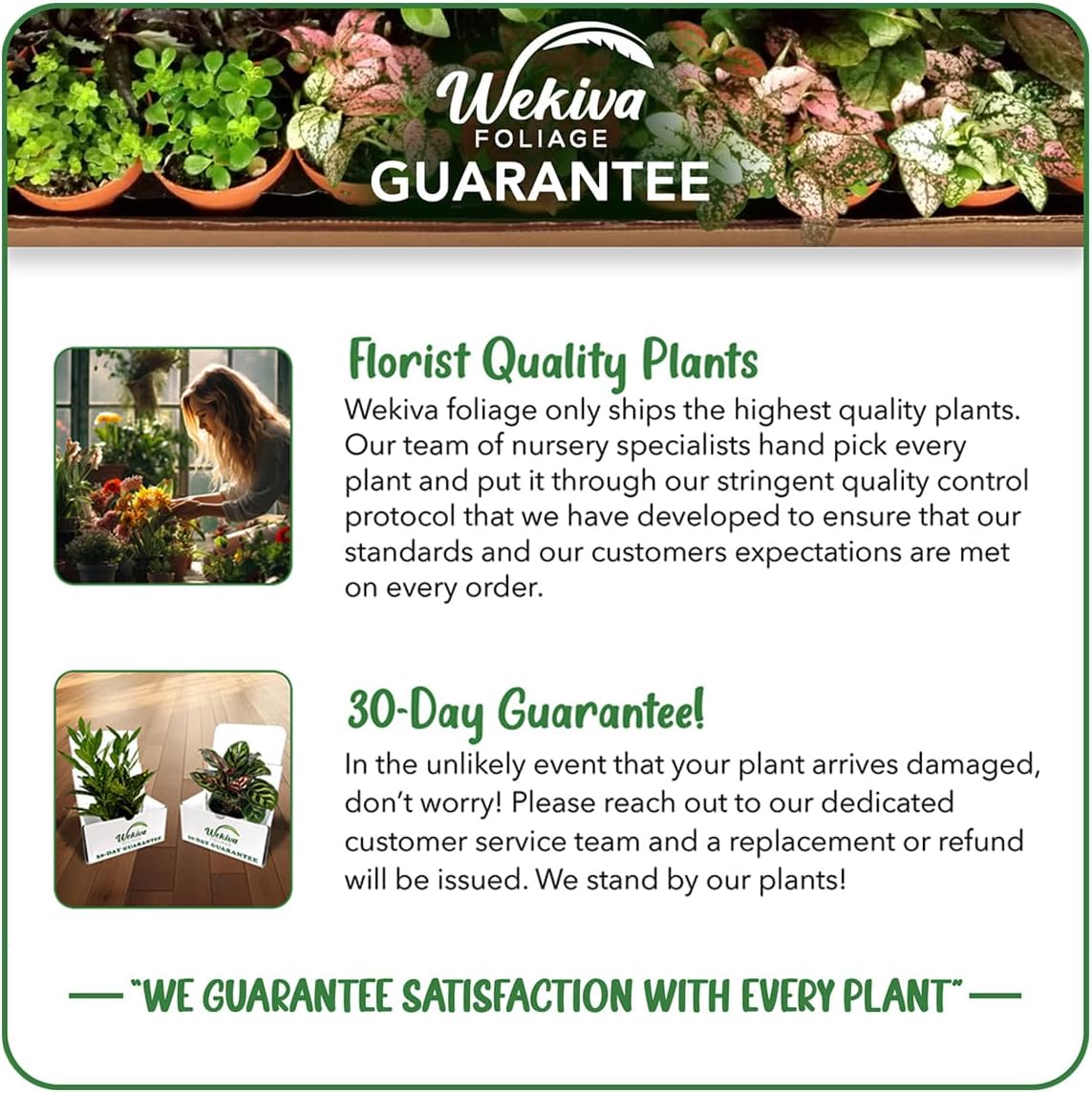 Vanilla Bean Plant - 4 Live Starter Plants - Vanilla Planifolia - Exotic Vining Orchid for Home and Tropical Garden