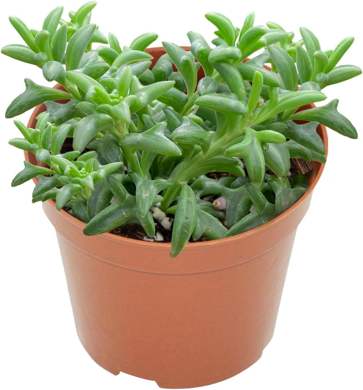 Live Succulents String of Dolphins (4-inch), Succulent Plants Fully Rooted in Pots with Soil, Easy-Care House Plant for DIY, Home Office Decor, Wedding Party Favor