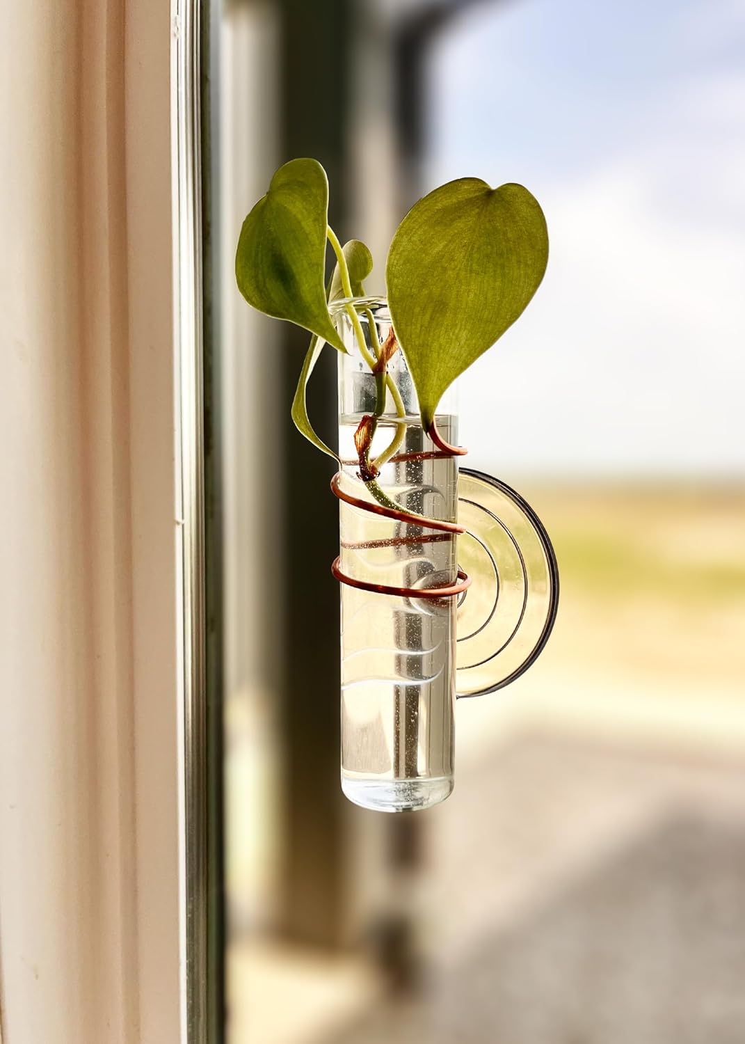 The Little Window Propagator- Window Plant Propagation Station with Removable Glass Test Tubes, Indoor Clippings, Cut Flowers, Herbs, Succulents | Home Decor | Plant Lover Gift