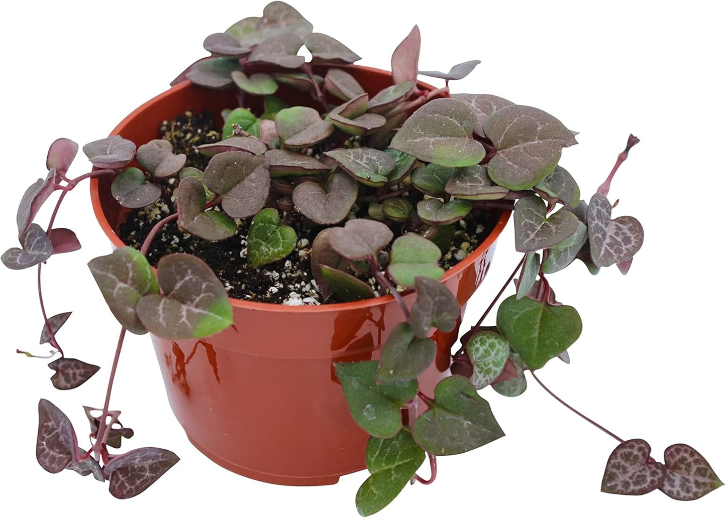 Live Succulent 4" String of Hearts, Succulents Plants Live, Succulent Plants Fully Rooted, Hanging House Plant for Home Office Decoration, DIY Projects, Party Favor Gift by The Succulent Cult