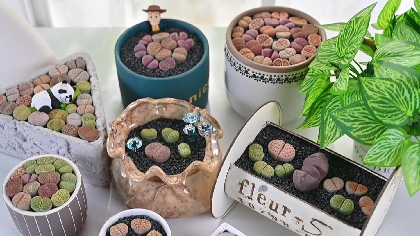Sprout N Green Conophytum maughanii, Rare Lithops Living Stone Plant Fully Rooted in 2" Pot, Cute Potted Succulents Houseplant Pebble Plant, Great for Terrarium Arrangement, DIY Project, Office Décor