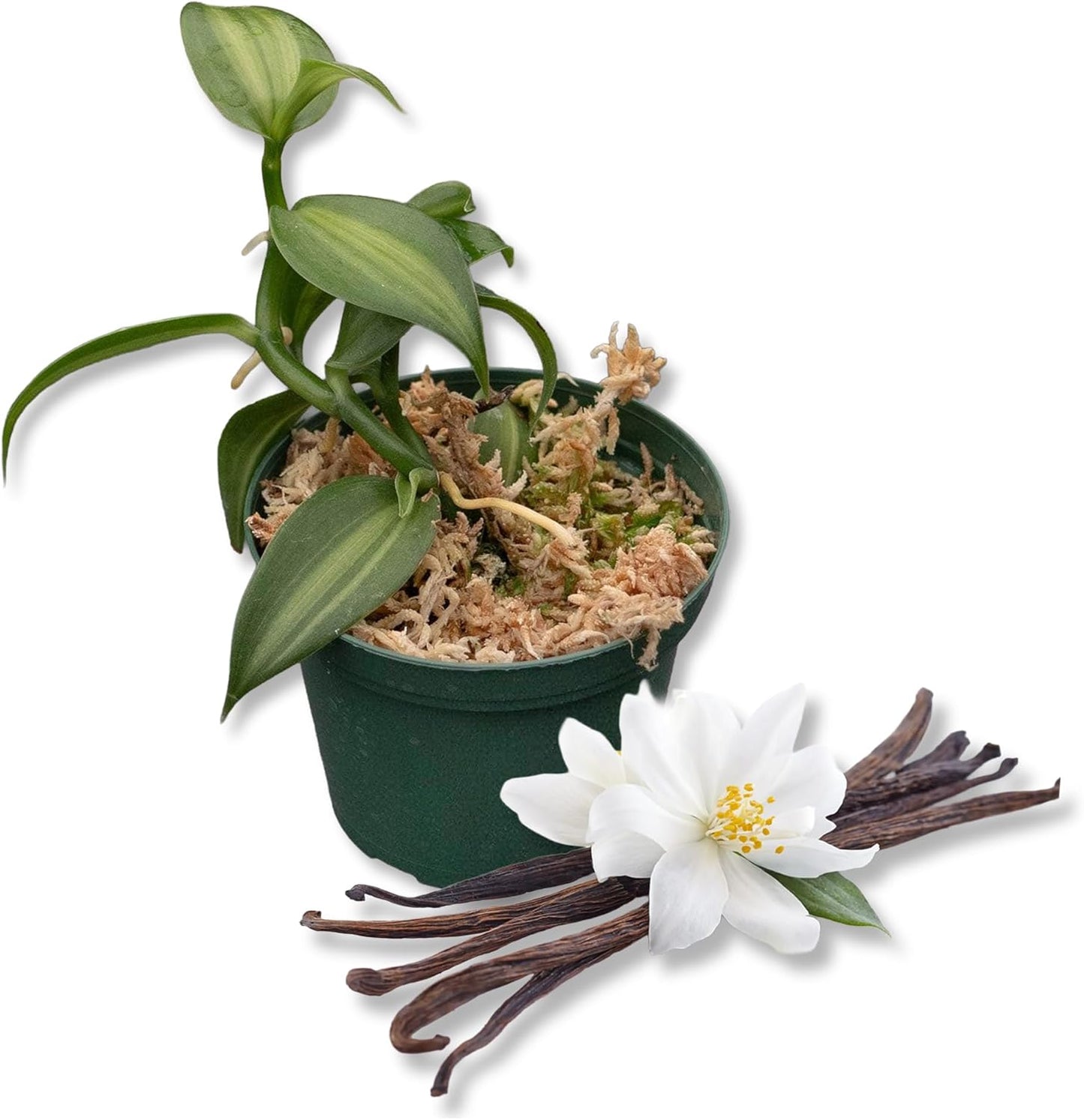Vanilla Bean Plant - 2 Live Starter Plants - Vanilla Planifolia - Exotic Vining Orchid for Home and Tropical Garden