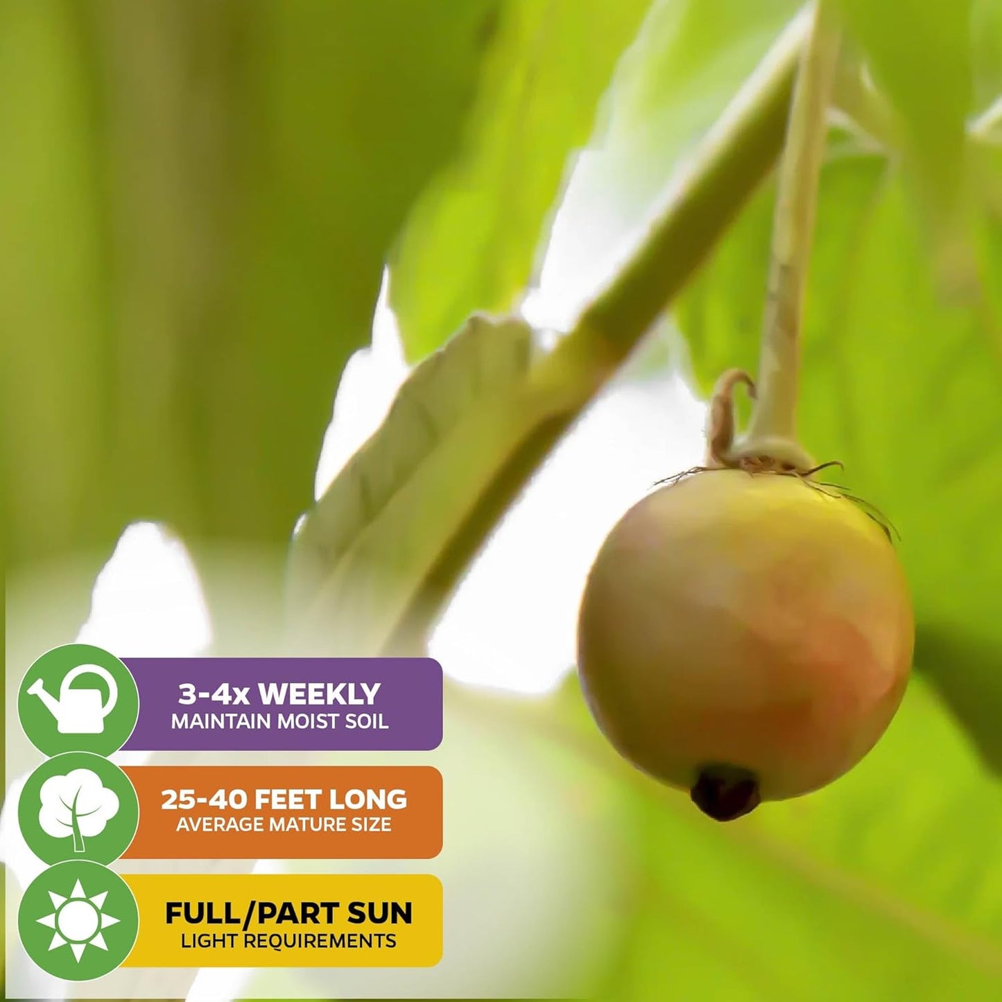 Yellow Jamaican Cherry Tree - Muntingia calabura by Wellspring Gardens - Vibrant, Hardy, Ornamental, Sustainable, Easy-Care, Sweet-Fruited, Edible-Cherry, Backyard-Beauty - Starter Plant
