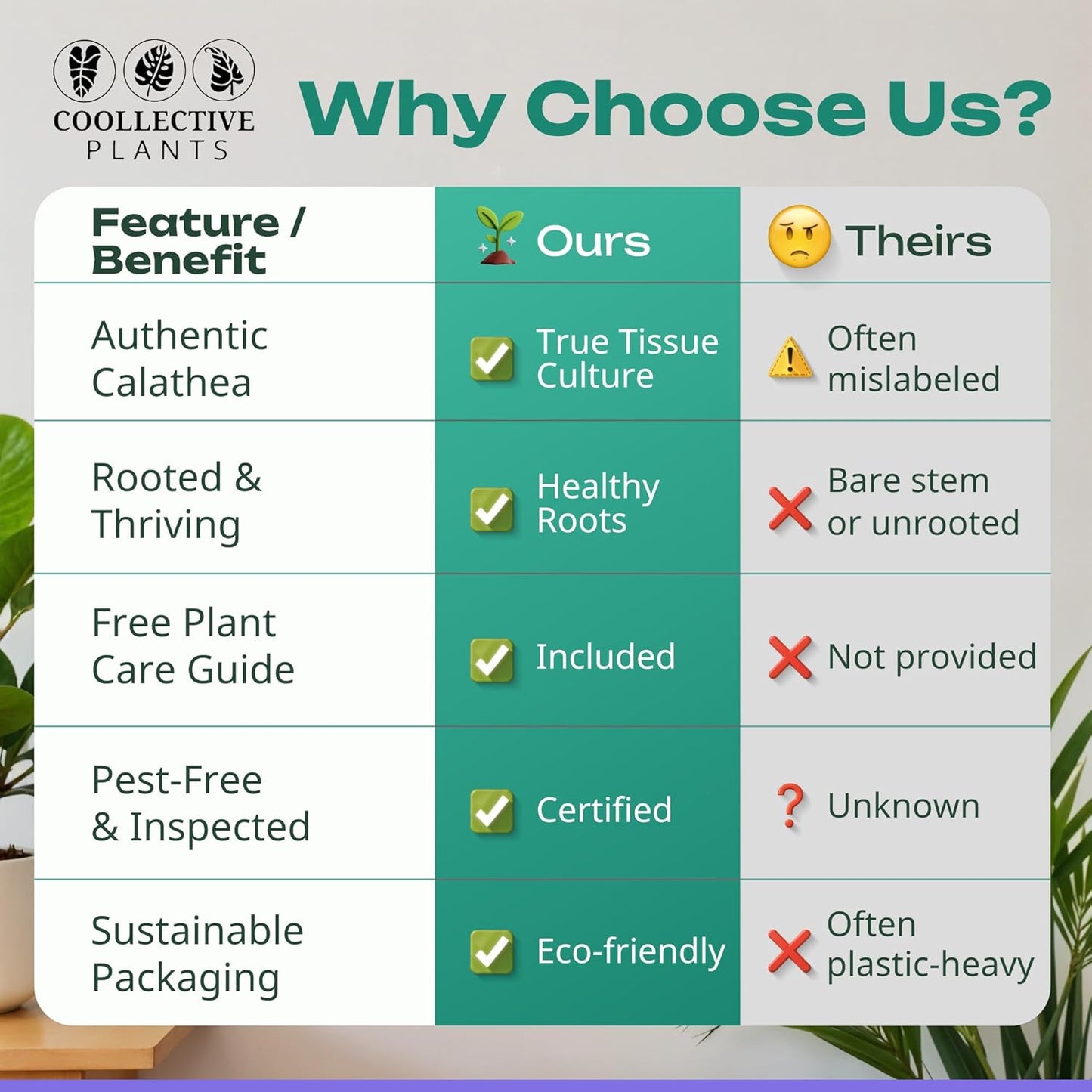 Calathea Assorted 4" pots: Grower's Pick, Indoor Plants, Easy Care Houseplant, Starter Plant,Live Indoor, Easy to Grow - Beginner Plant by Coollectiveplants (4 Pack)