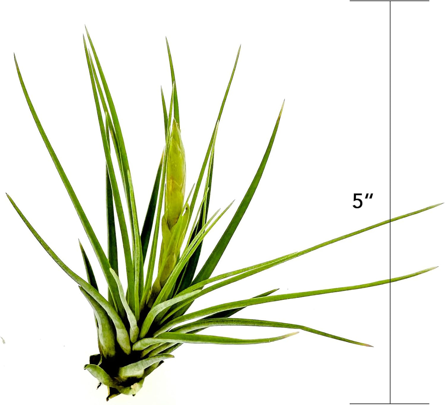 Air Plants - Flowering Tillandsia Melanocrater Tricolor, Large 5" - 5ct - Live Arrival Guaranteed - House Plants for Home Decor & Gift