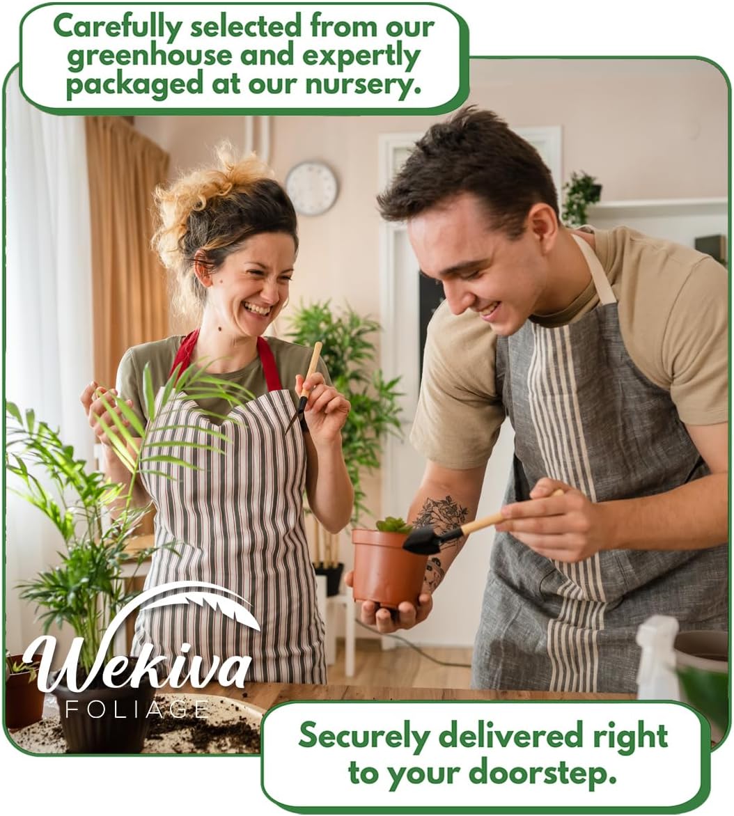 Vanilla Bean Plant - 4 Live Starter Plants - Vanilla Planifolia - Exotic Vining Orchid for Home and Tropical Garden