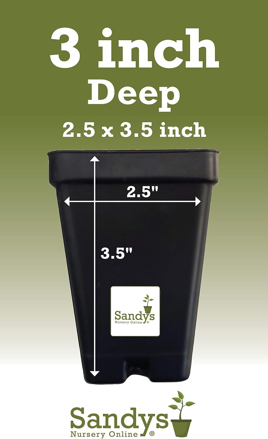 Thuja Green Giant Arborvitae Lot of 12, 3 Inch Pot