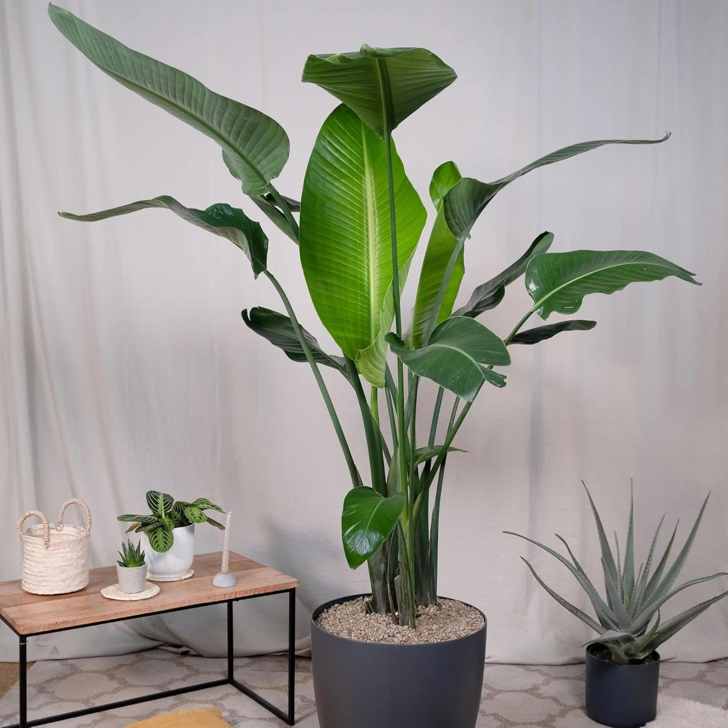 Bird of Paradise - White - Strelitzia Nicholai. (4 White BoP in Cup)