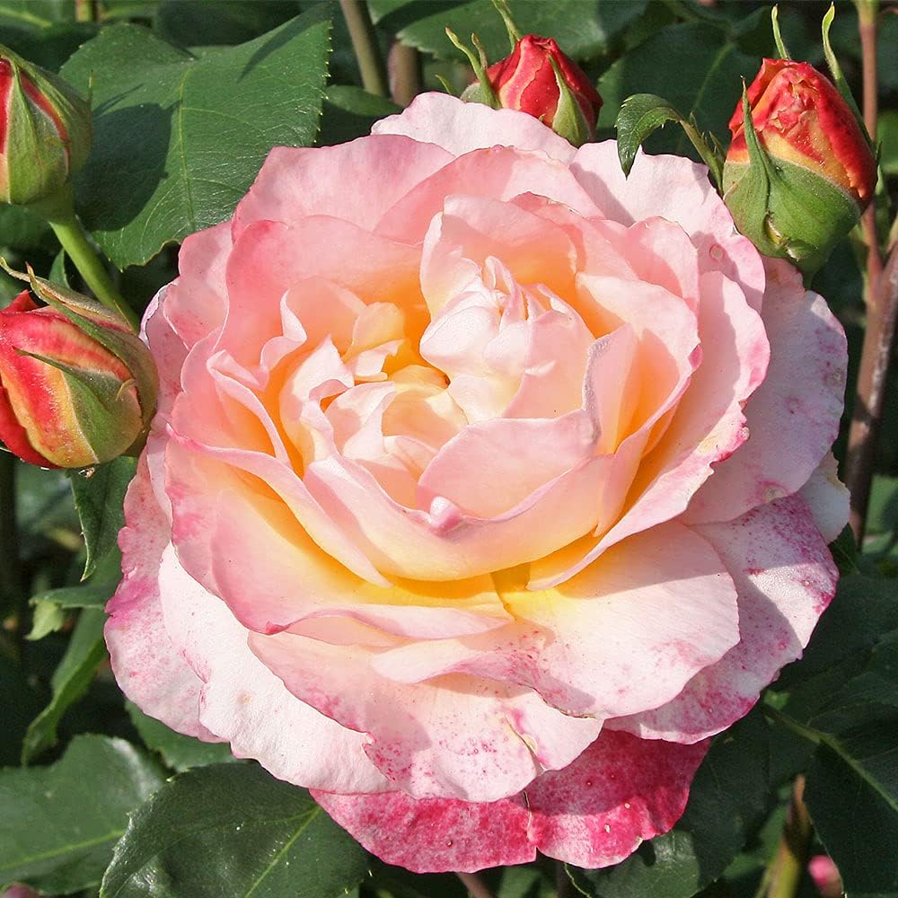 Heirloom Roses Rose Plant - Spiced Coffee Rose Bush, Hybrid Tea Live Plant for Planting Outdoors