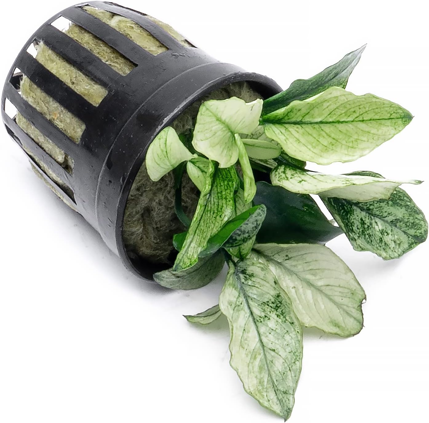 Anubias Live Aquarium Plants - Potted Freshwater Plant for Fish Tanks, Terrariums - Beginner Friendly Low Light (Nana Pinto, 1 Pot)