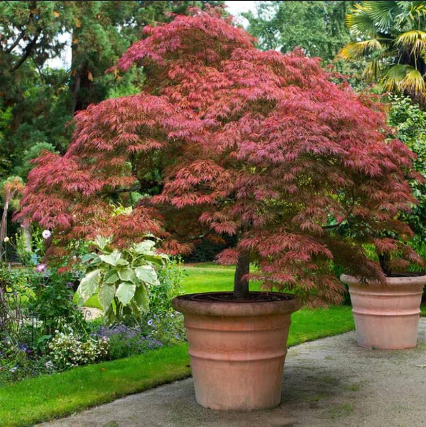 Red Japanese Maple Trees 2-Pack – Live Plants, 2-3 Ft Tall, Stunning Foliage