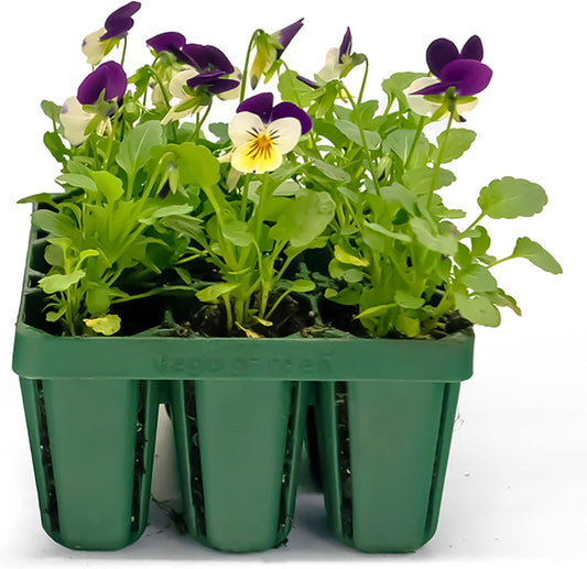 Vego garden Standard Seedling Trays Without Lids, 32 Pack for Seedlings Reusable Propagator Growing Starter Tray, Germination Trays Kit for Greenhouse/Garden (8-Cell per Tray)