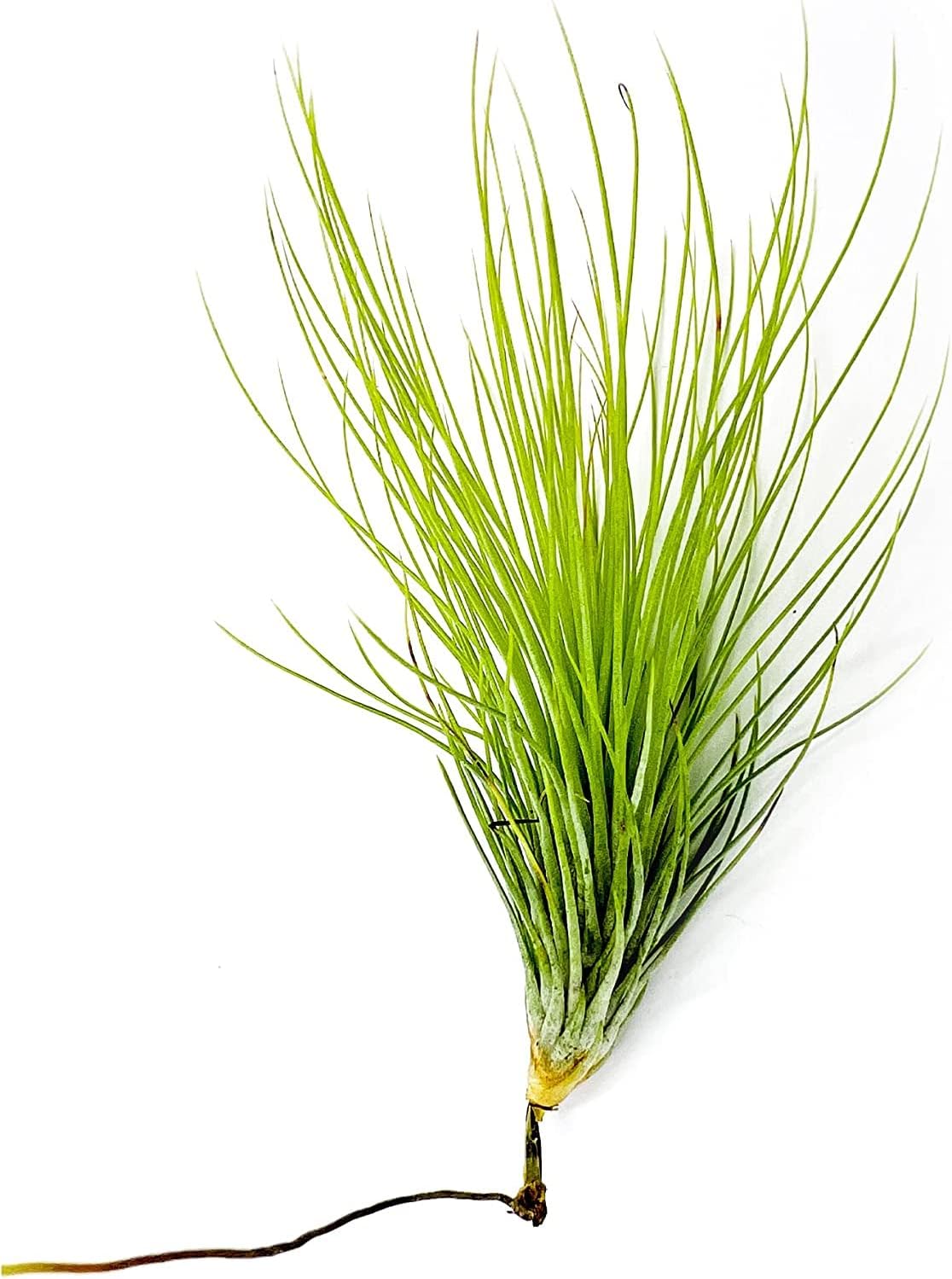 Air Plants - Tillandsia Andreana, Large 4-6" - 5ct - Live Arrival Gauranteed - House Plants for Home Decor & Gift