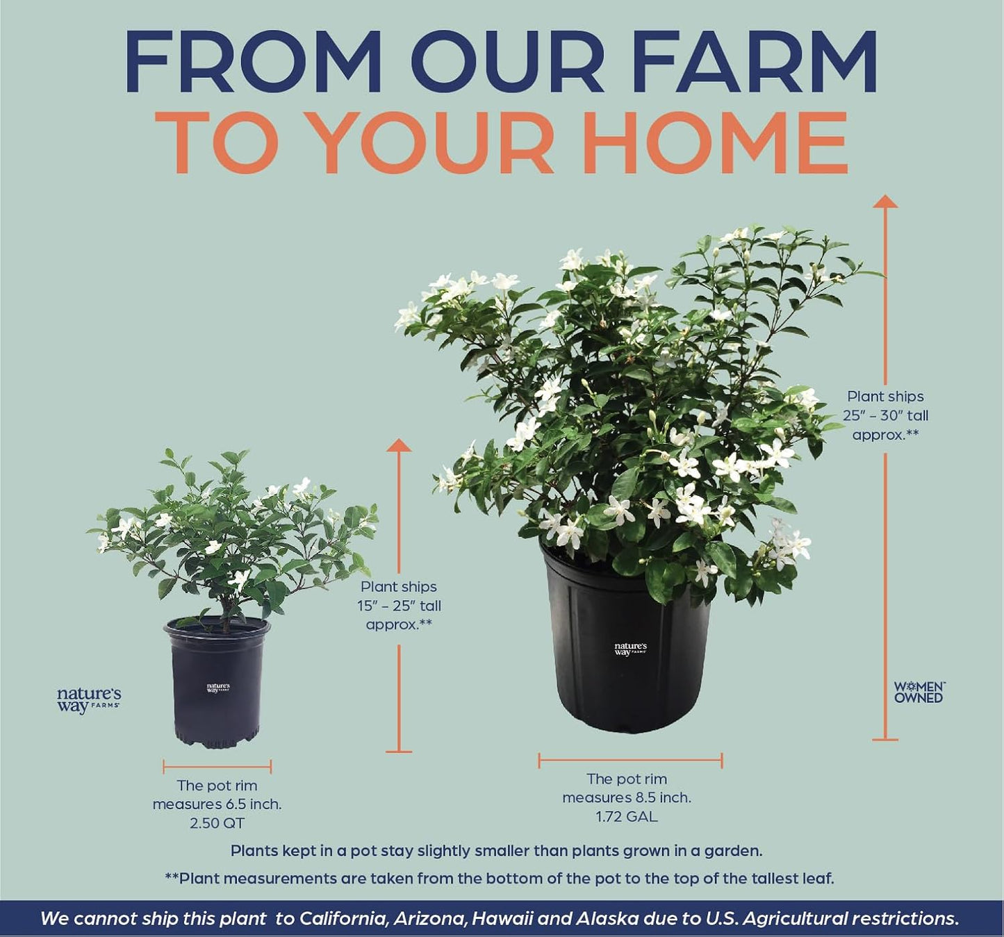 Nature's Way Farms Jasmine Asian Snow Live Plant (25-30 in. Tall) in Grower Pot