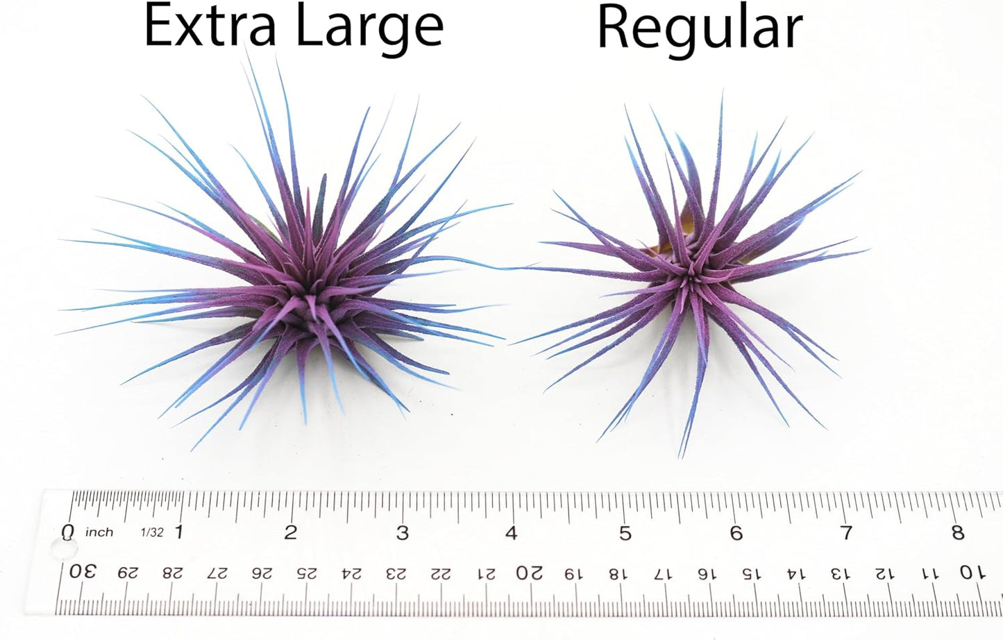 Dyed Tillandsia Ionantha Guatemala Enhanced Colored Colorful Air Plant Live Easy Care Indoor Outdoor Home Decor Gift Airplant by Awesome Industries Live Arrival Guaranteed (Orange)