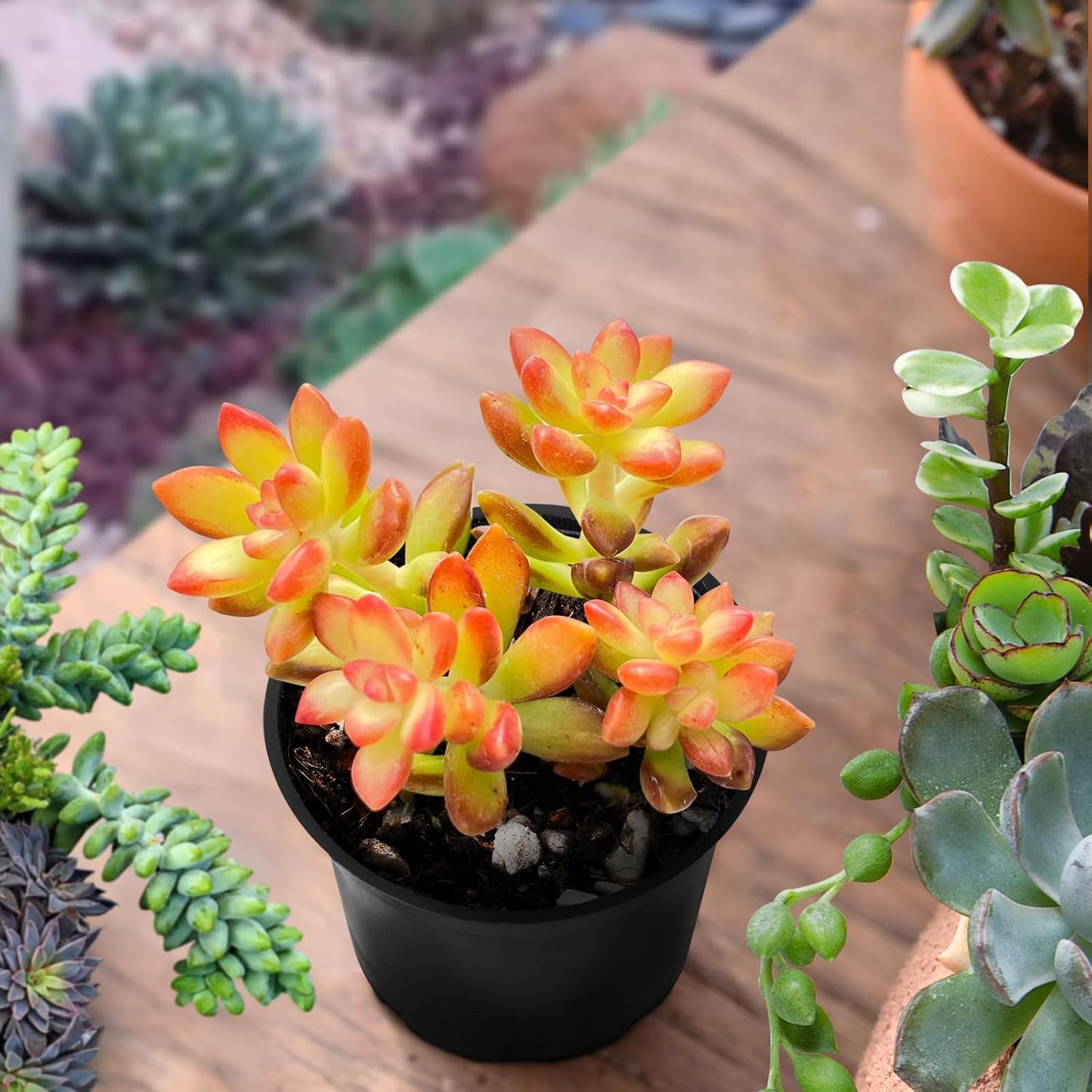 Sprout N Green Sedum adolphii 'Shooting Stars', Mini Live Succulent Fully Rooted in 2 inch Starter Pot, House Plant for Indoor Outdoor Home Office Wedding Decoration Party Favor