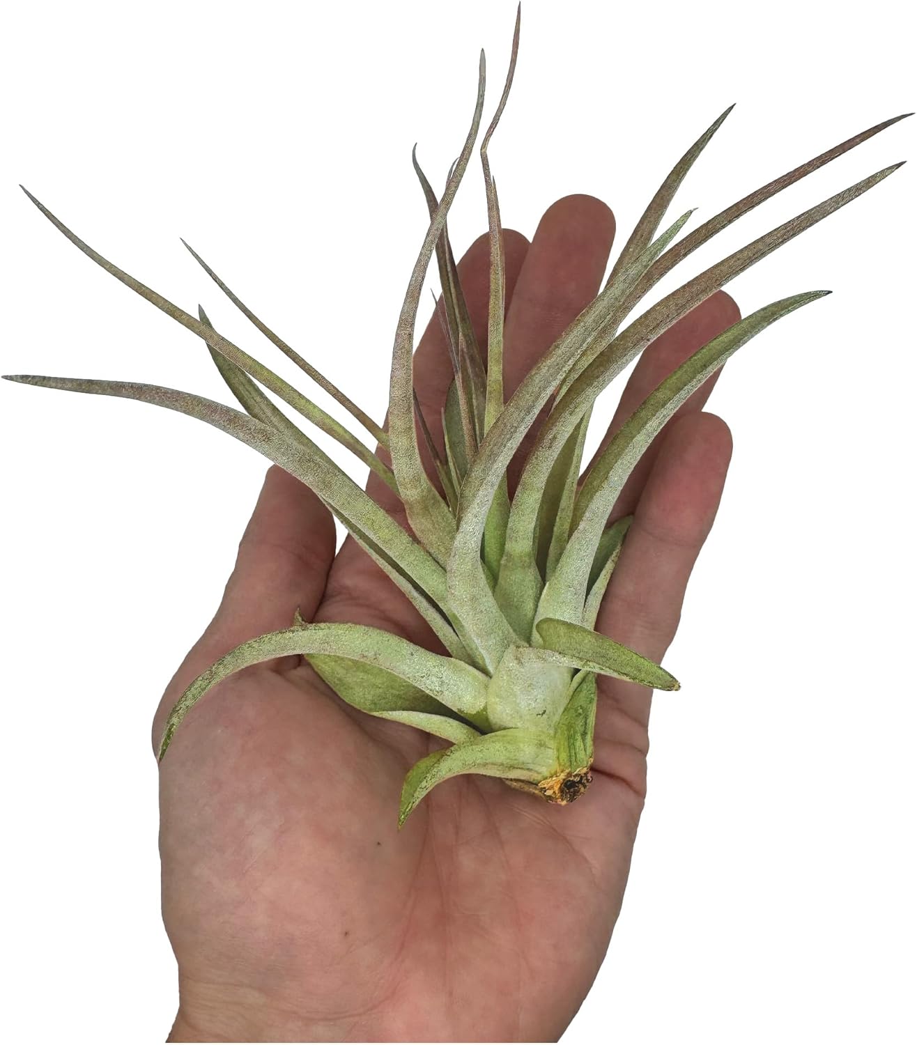 Air Plants - Tillandsia Brachycaulos Multiflora, Jumbo 5-7" - 2 ct - Live Arrival Guaranteed - House Plants for Home Decor & Gift