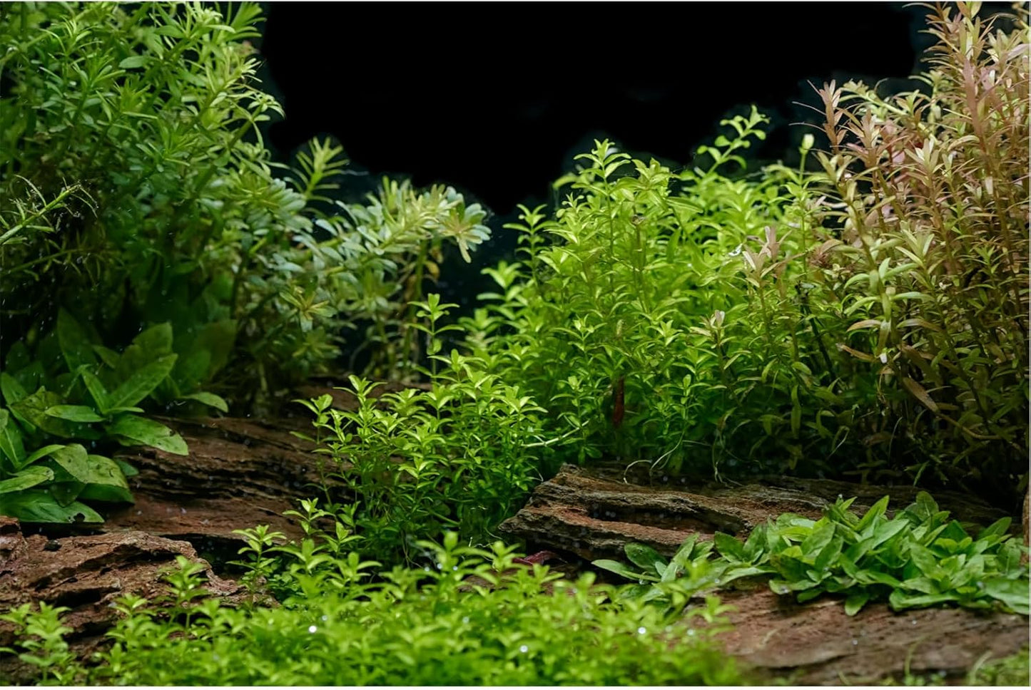 Aquarium Background Underwater Green Grass Leaves Stone Aquarium Backdrop Vivid and Fresh Green Aquatic Plant Stone River Bed and Lake Fish Tank Background Decor Vinyl 72x18in