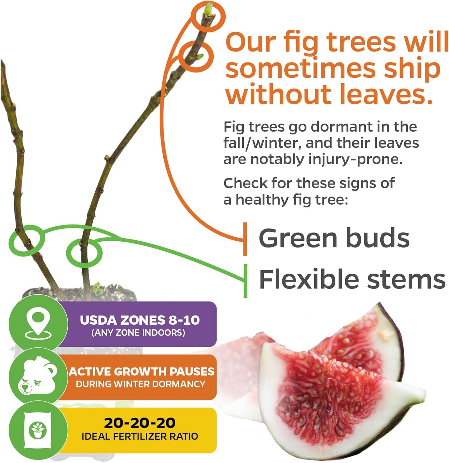 Black Mission Fig Tree Live Plant - Ficus carica - Wellspring Gardens Starter Plant