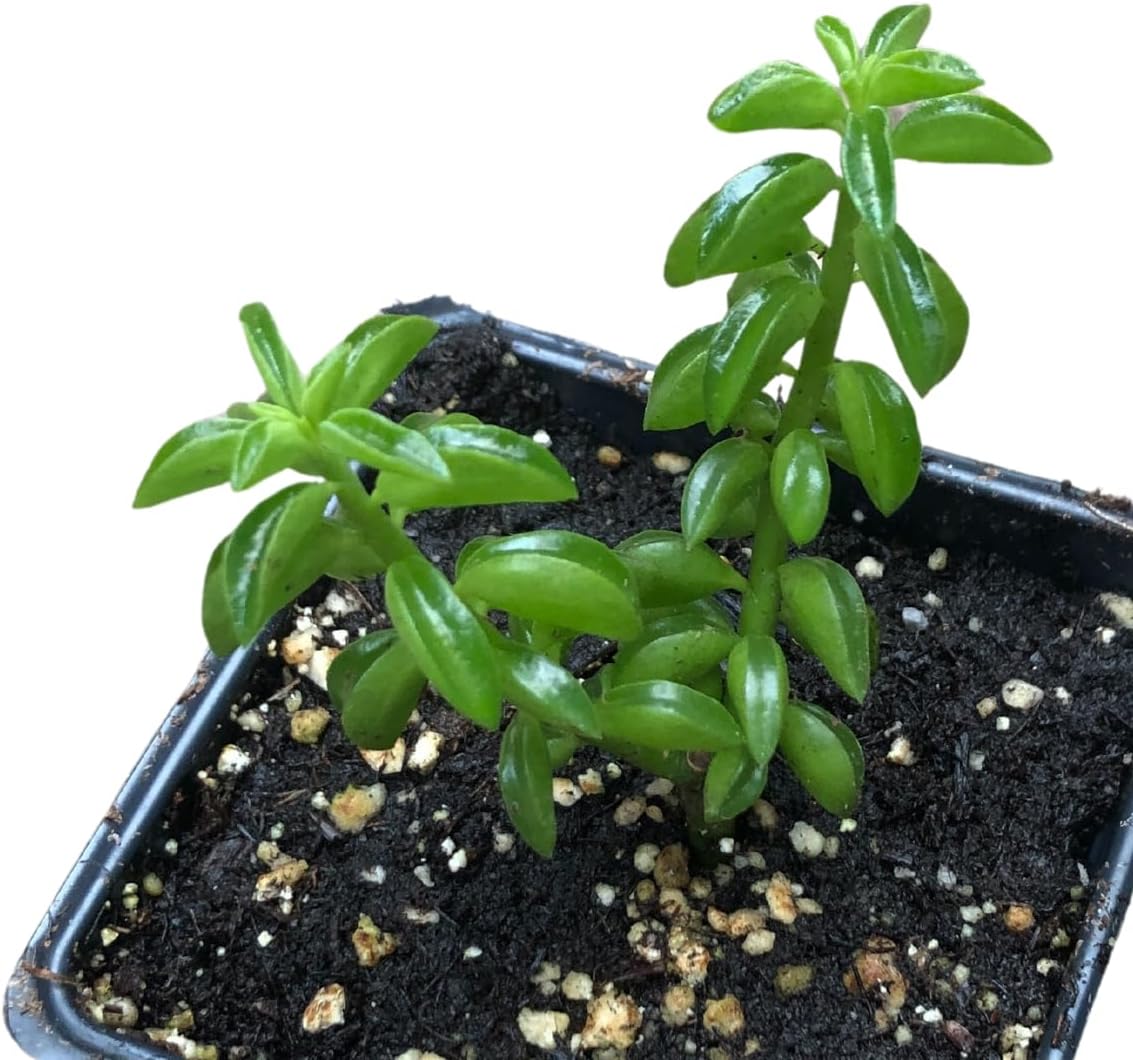 Smoke Camp Crafts Live Organic Succulent Taco Plant (Peperomia axillaris) in 2.5-inch Pot - Exotic House Plant for DIY Projects and Home Office Desk Decor