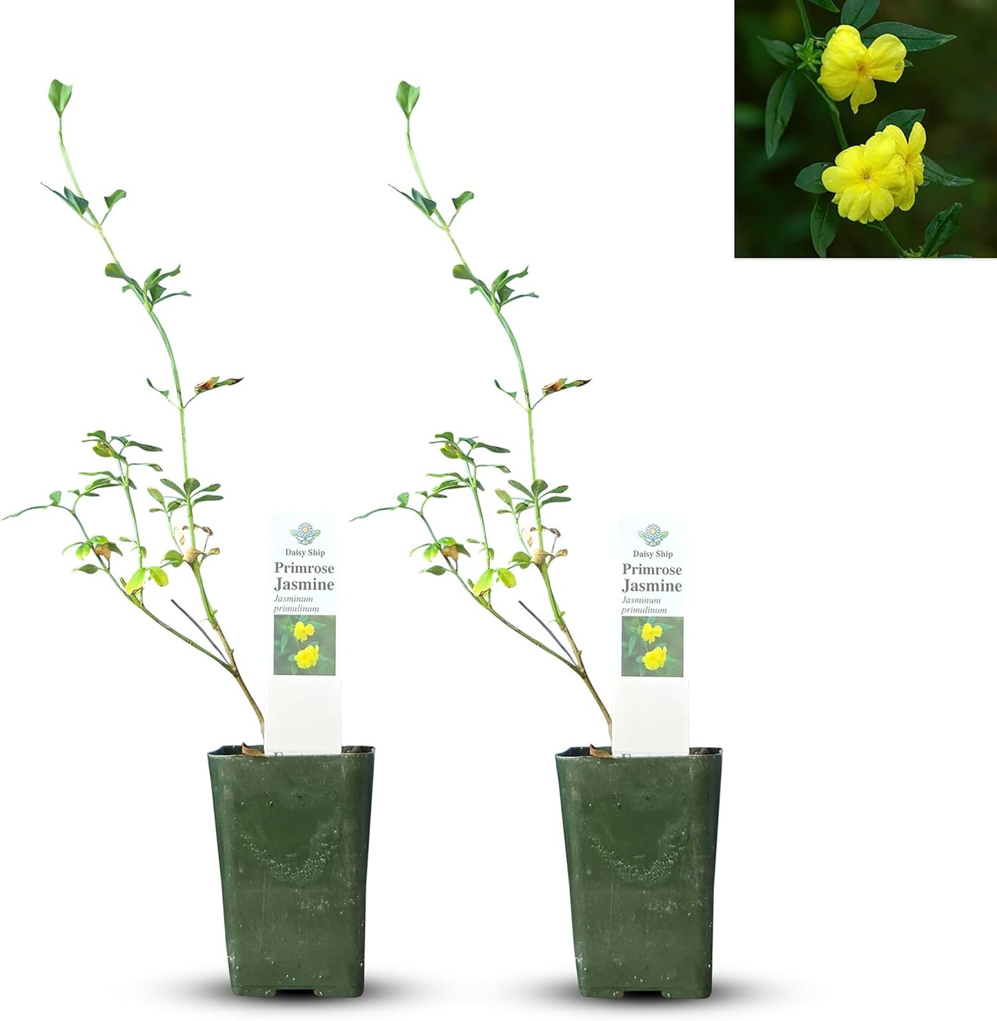 Primrose Jasmine (Jasminum Mesnyi) Live Plant - Fragrant Yellow Blooms. Japanese, Chinese, Asian. Indoor, Outdoor Shrub (4 prim jas Cups)