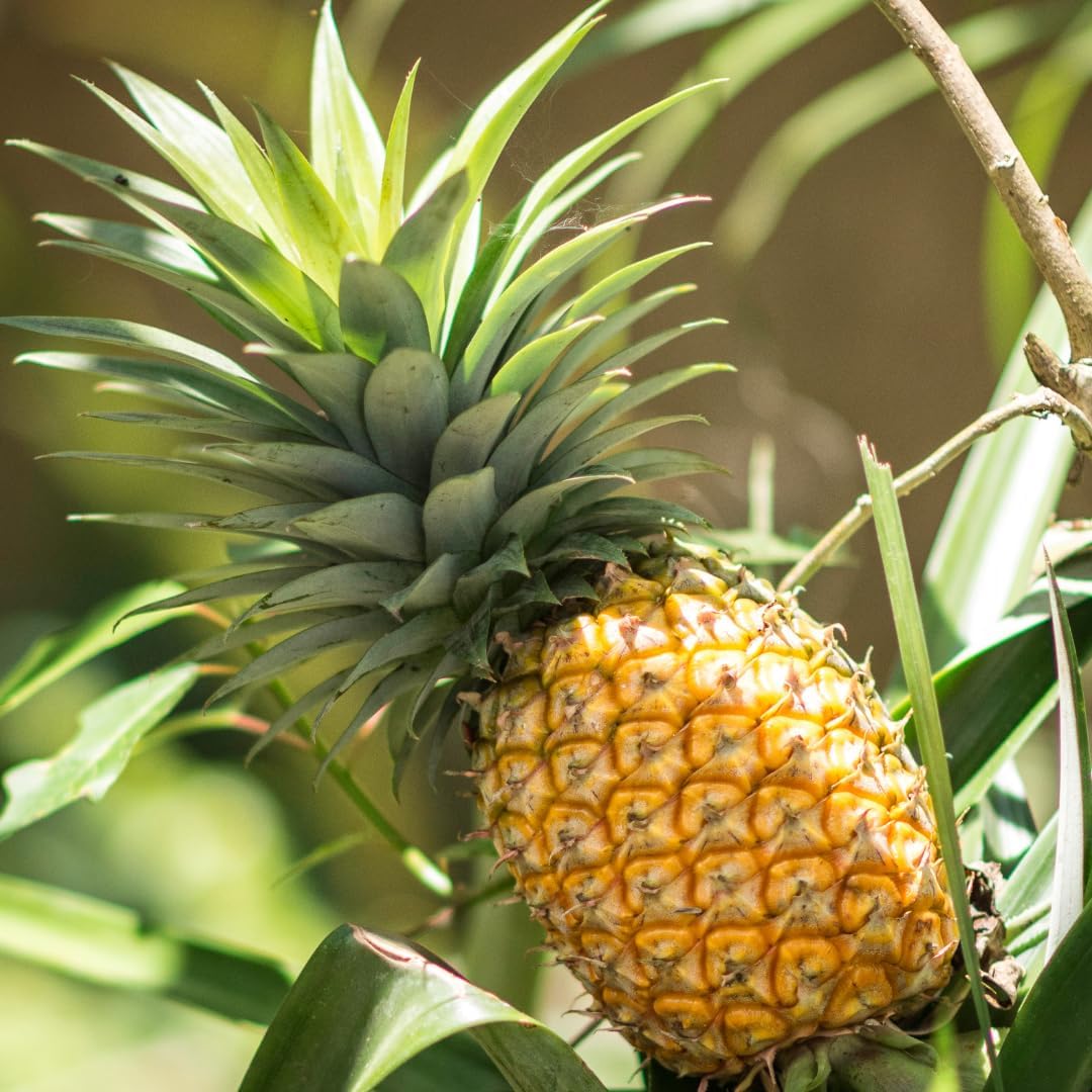 Pineapple Plant Live, Sugarloaf Pineapple Tree Shrub Bush, Starter Plant 4-7 Inches Tall, Outdoor Growing, No Pot, Sweet Flavor